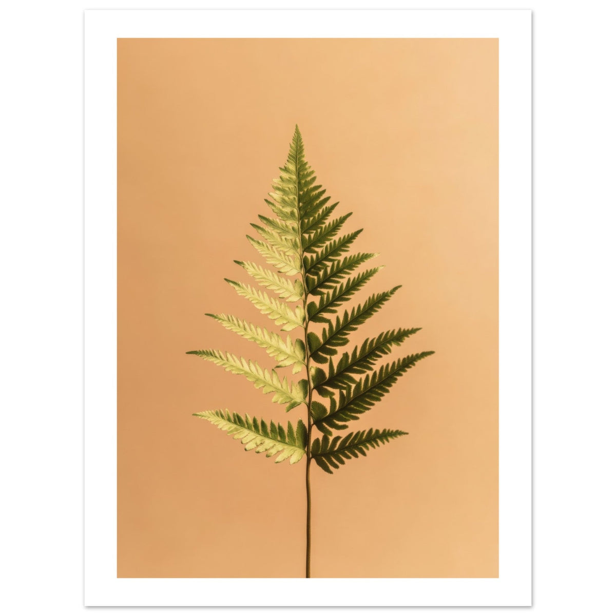 Boston Fern Nephrolepis exaltata 1