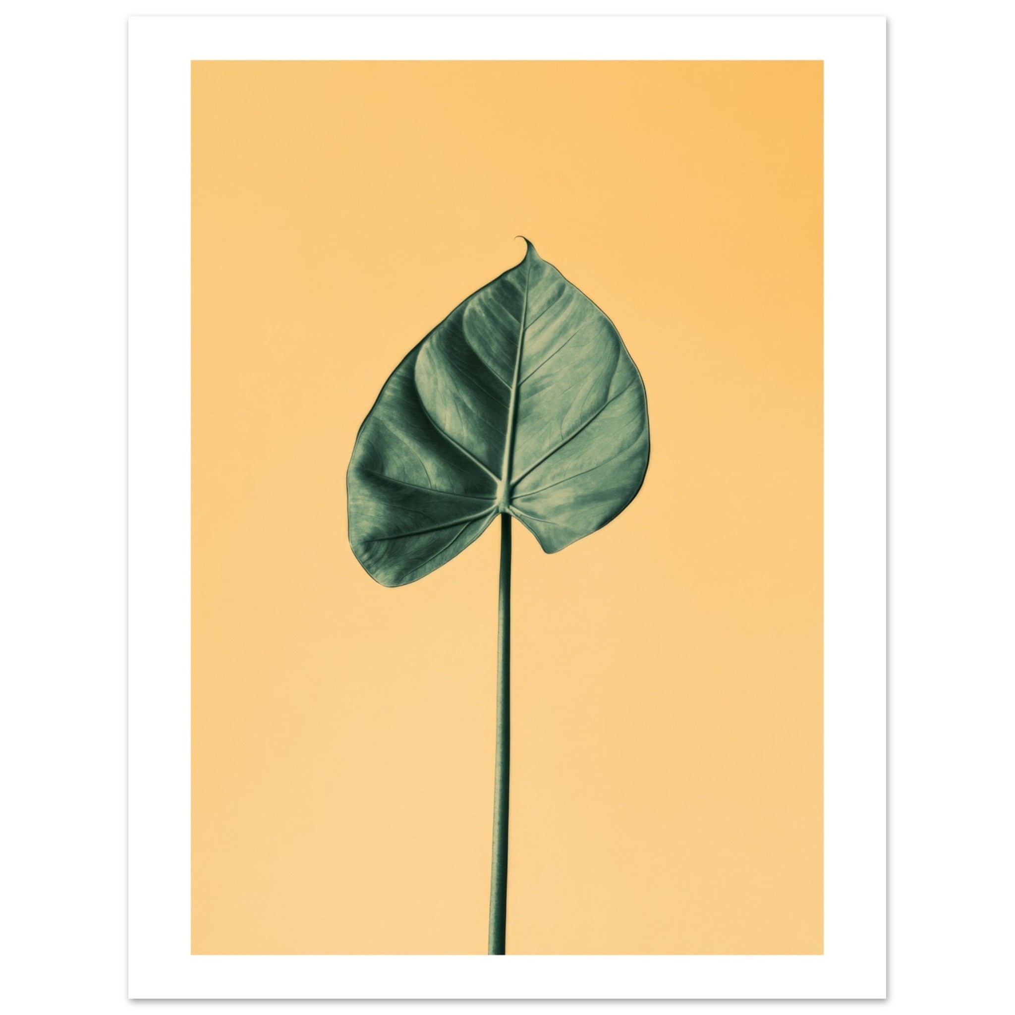 Alocasia 1