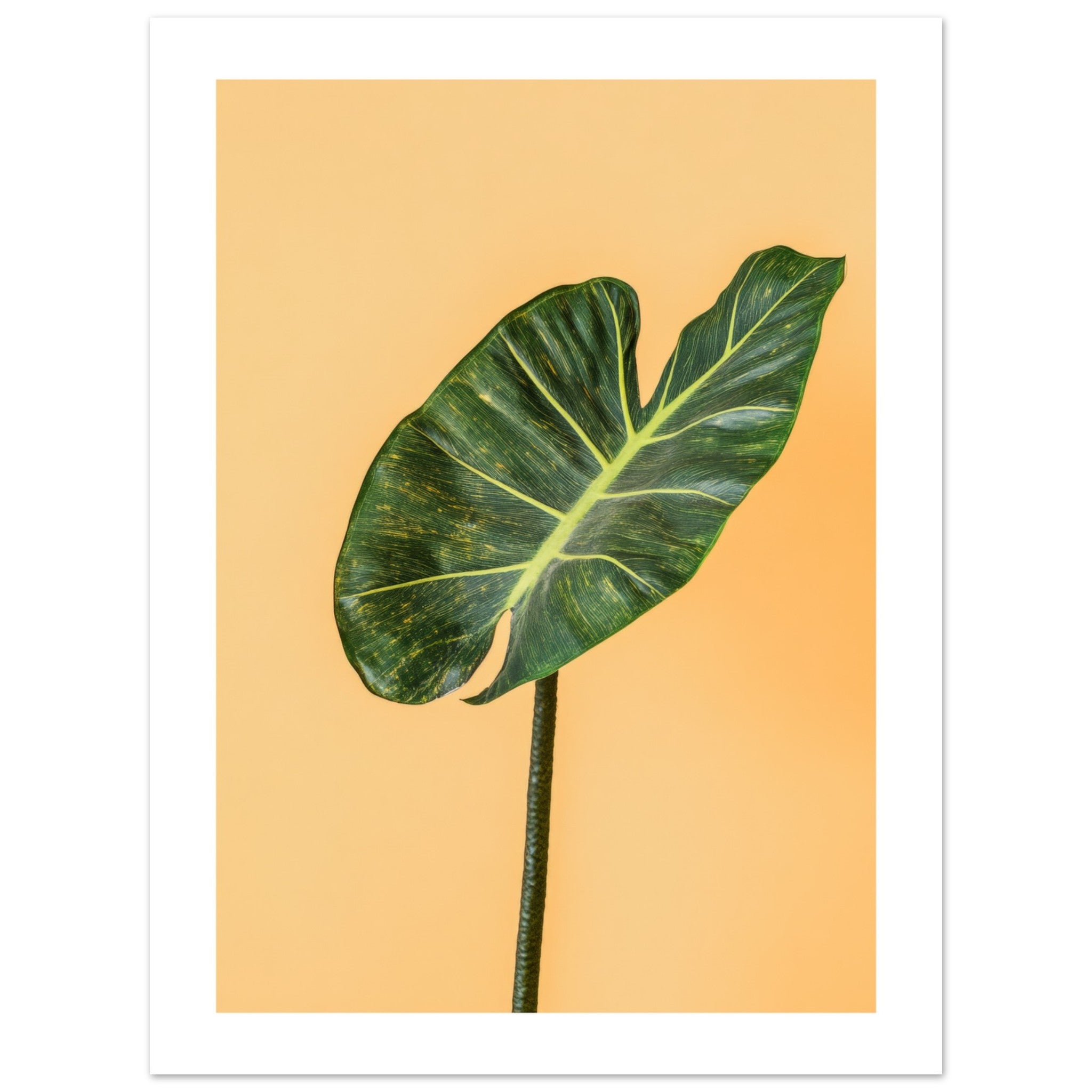 Alocasia