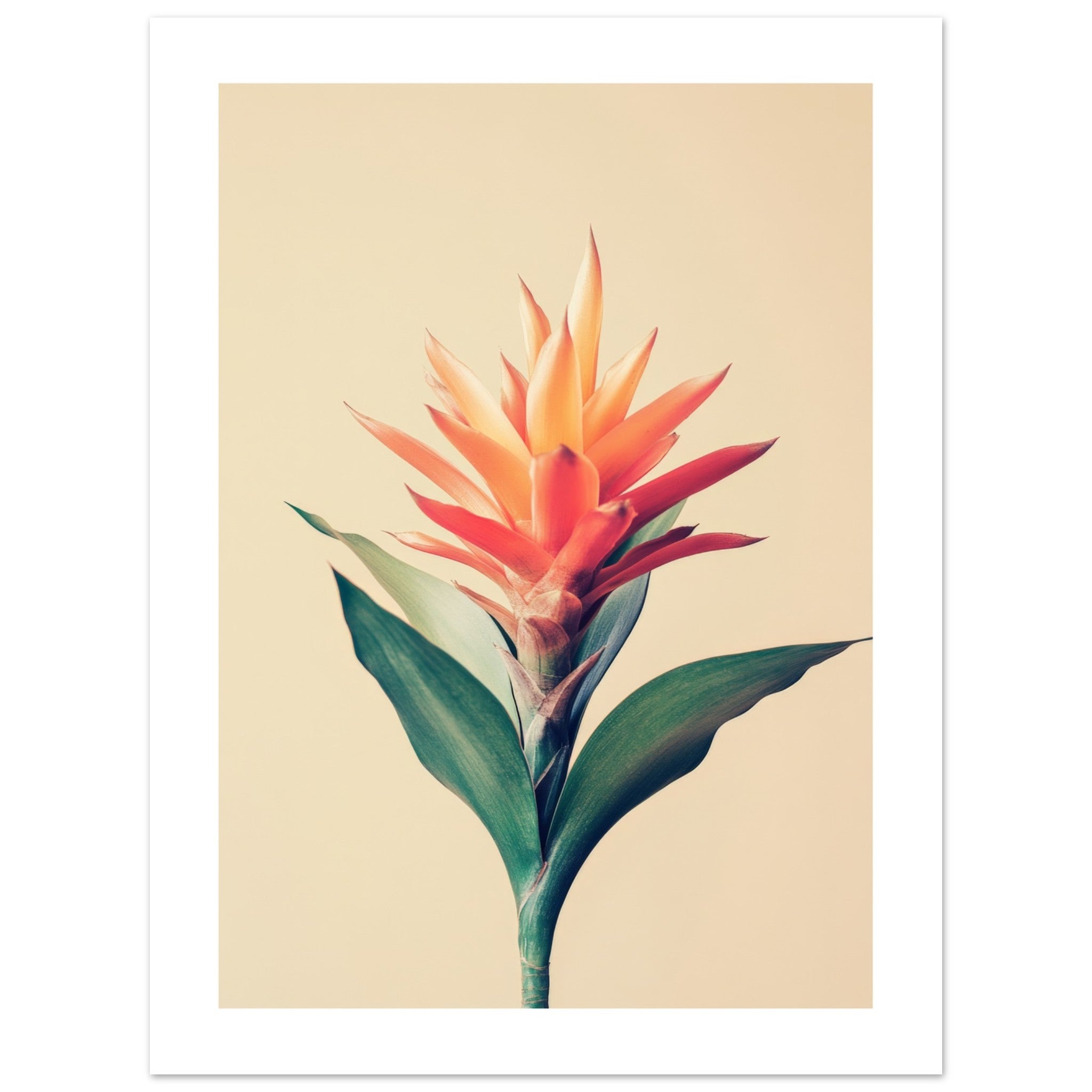 Bromeliad Bromeliaceae 1