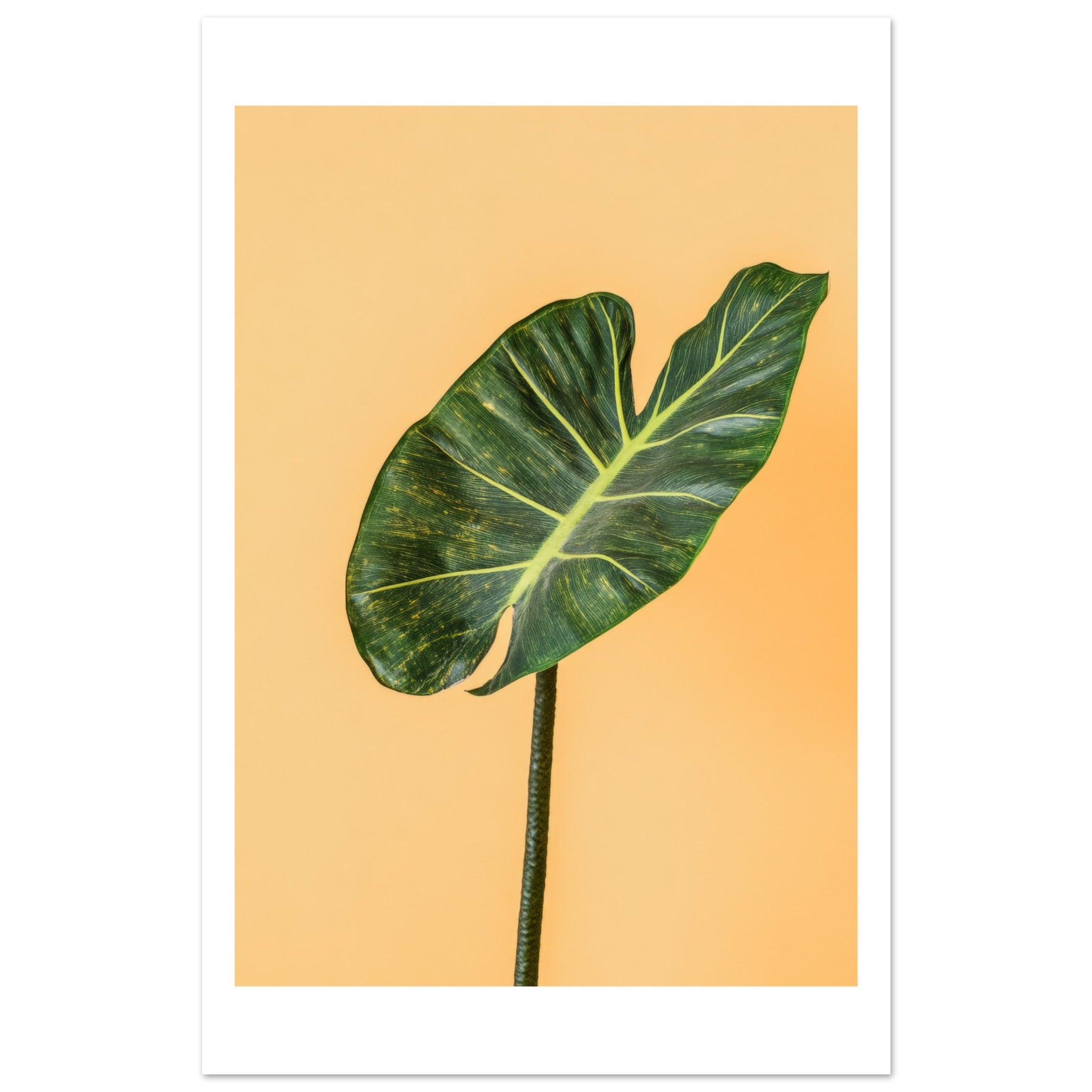 Alocasia