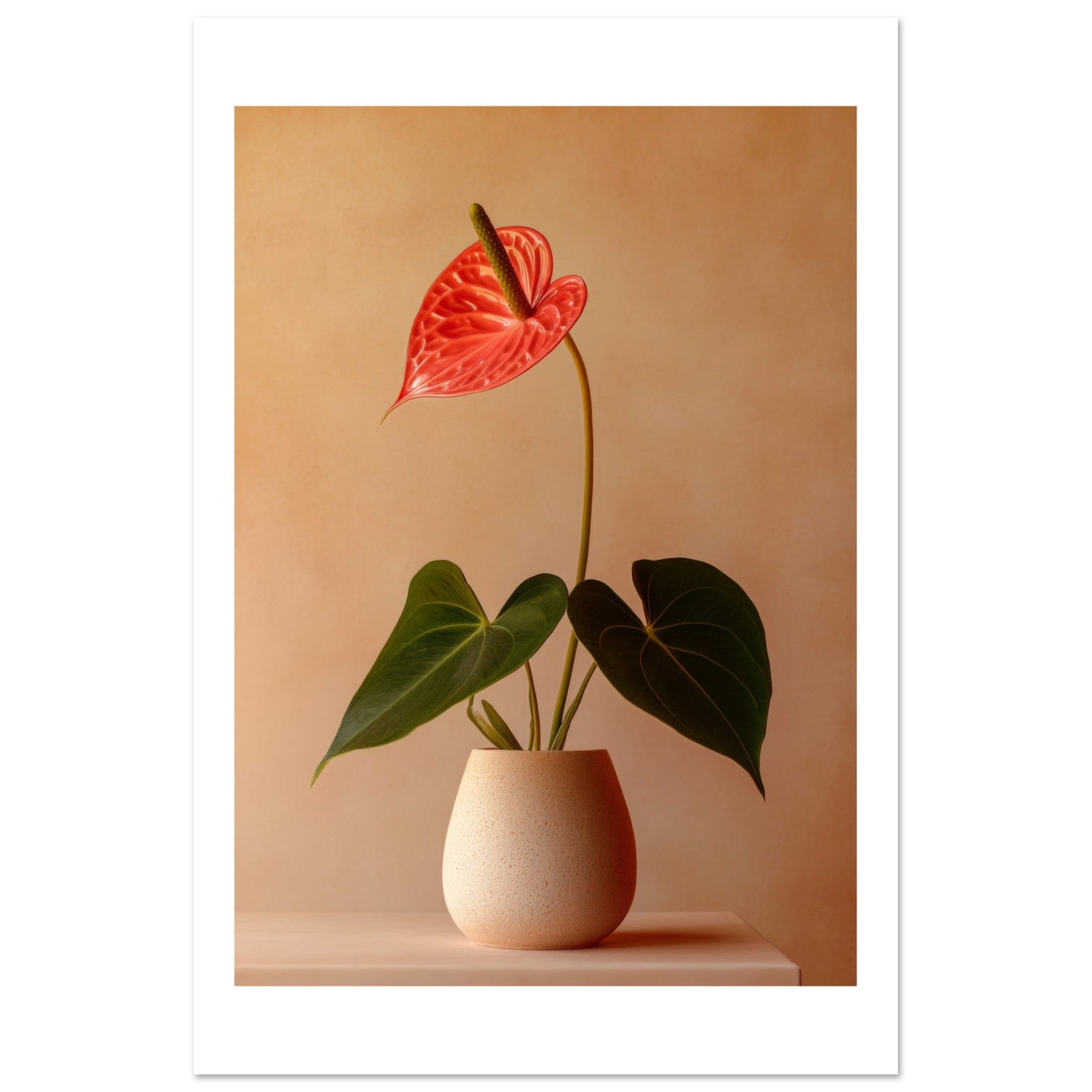 Anthurium 1