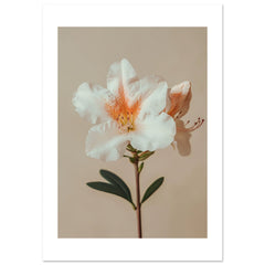 Azalea Rhododendron flower 2