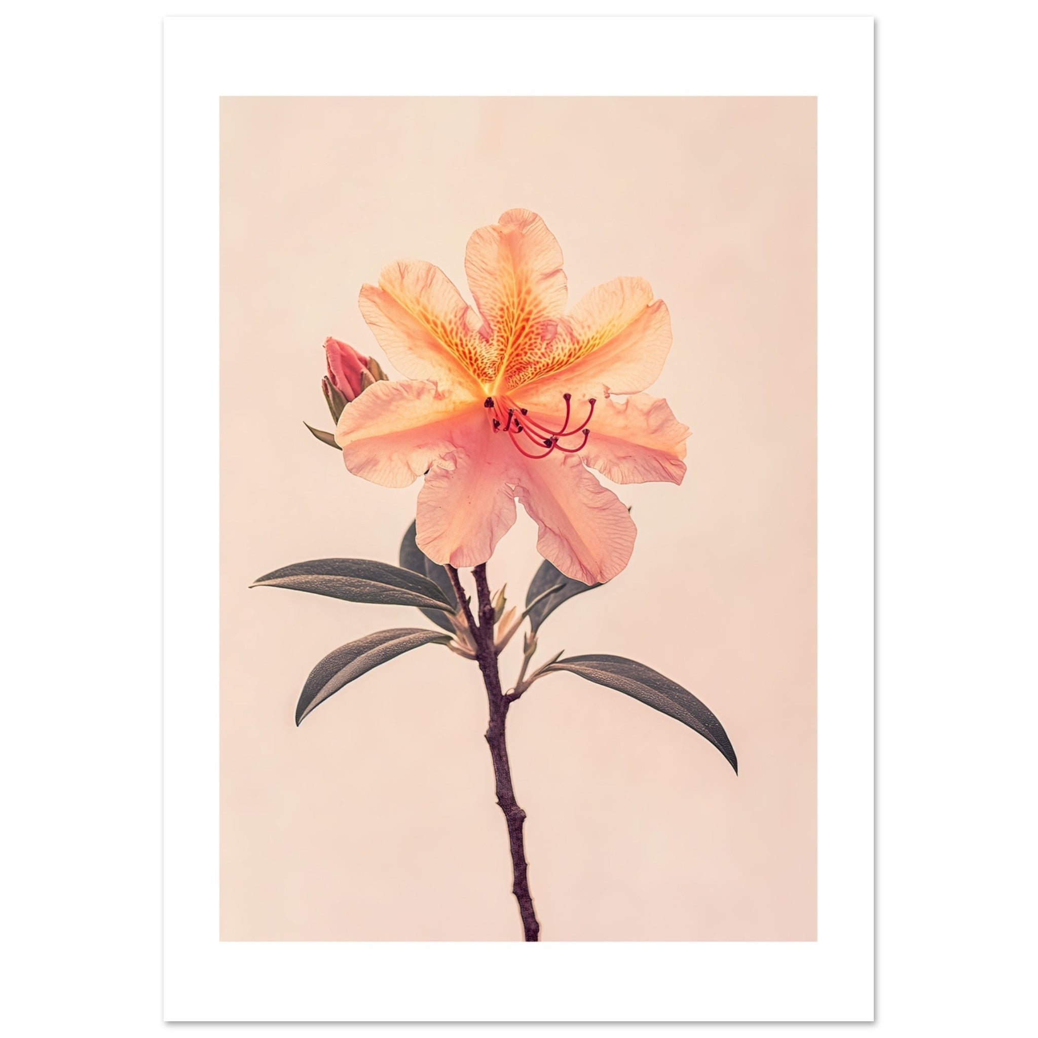 Azalea Rhododendron flower 1