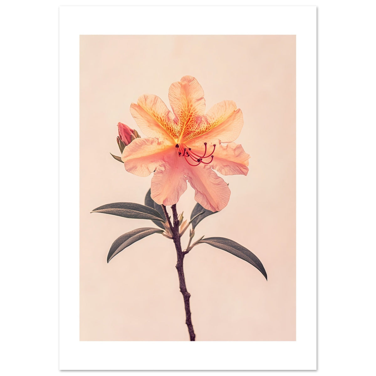 Azalea Rhododendron flower 1