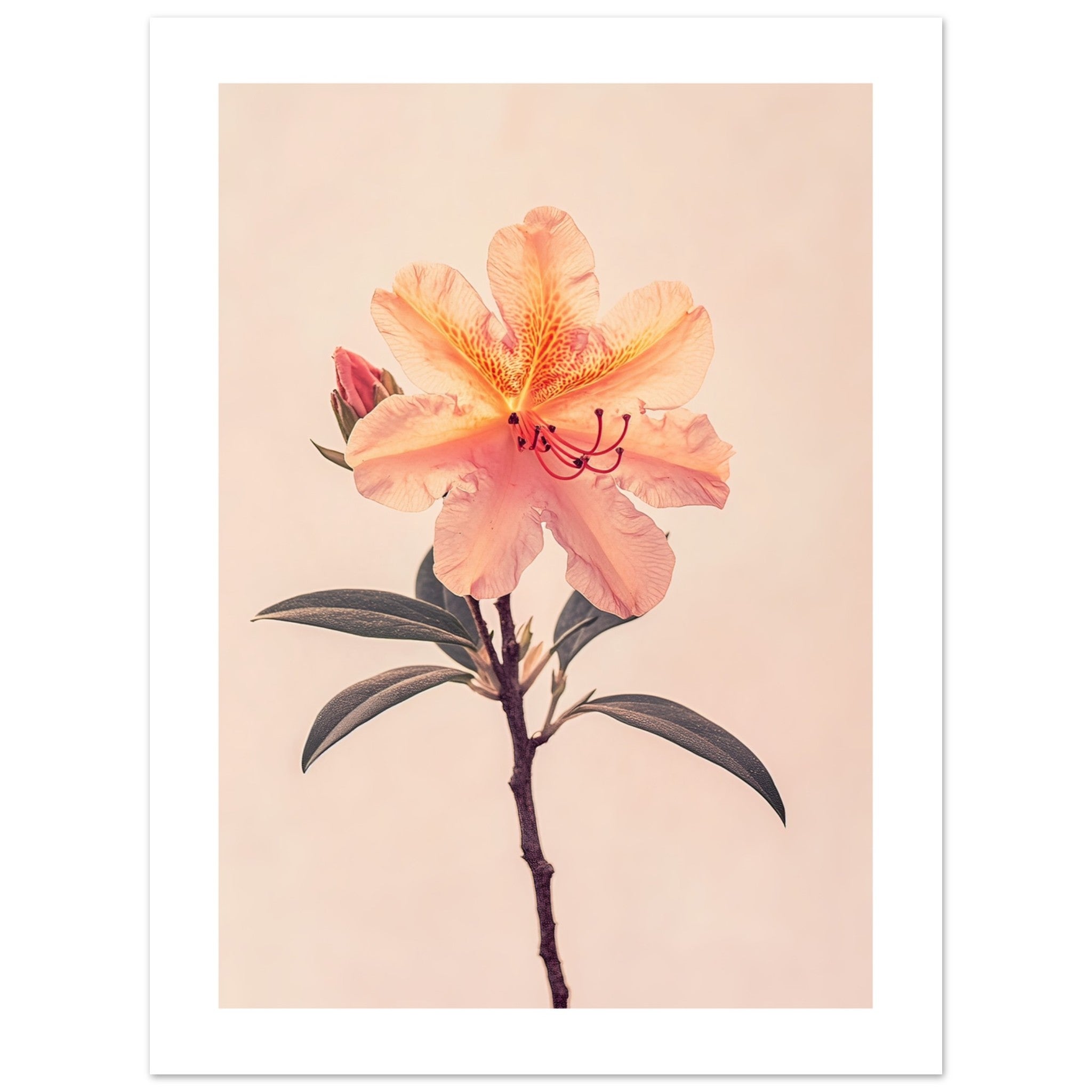 Azalea Rhododendron flower 1