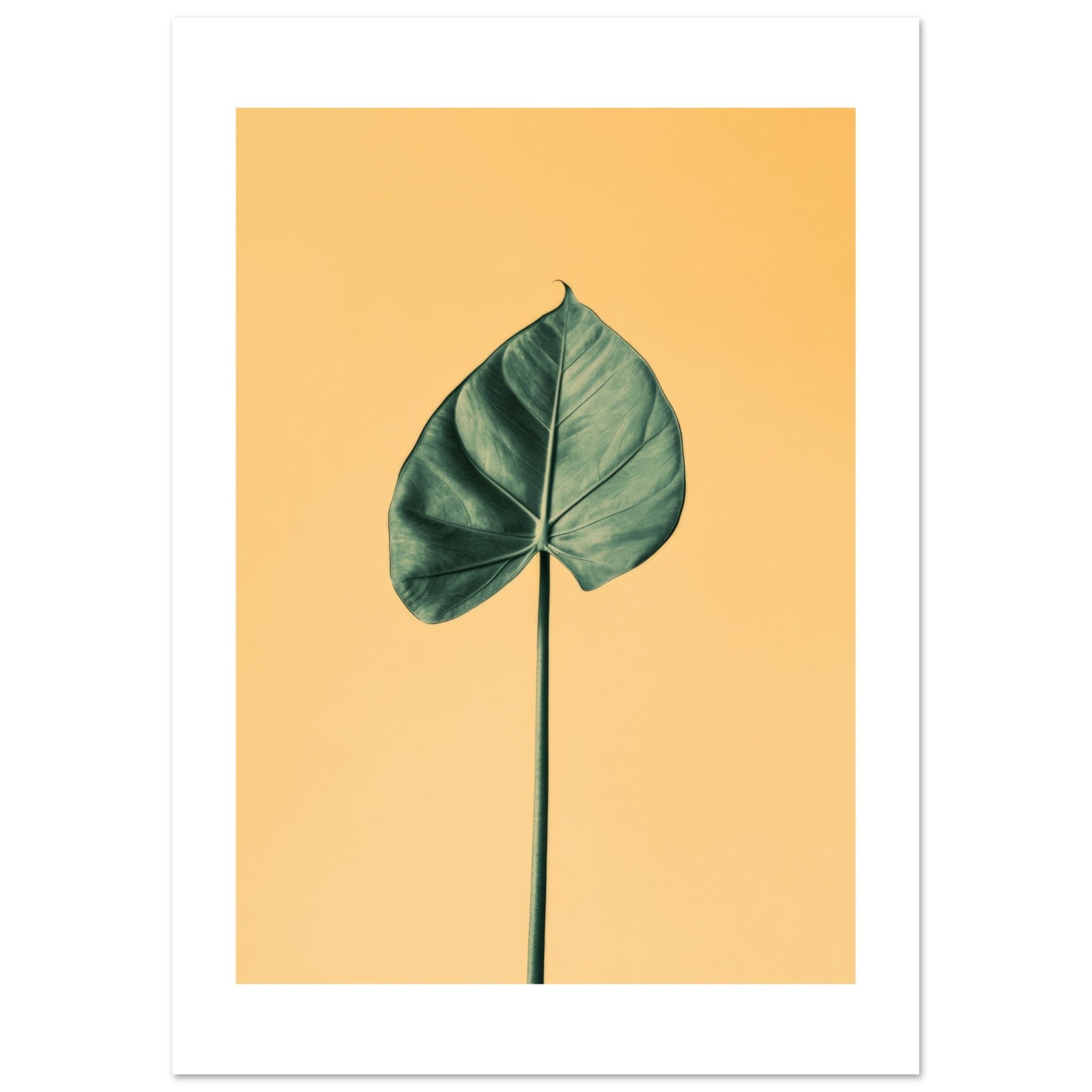 Alocasia 1