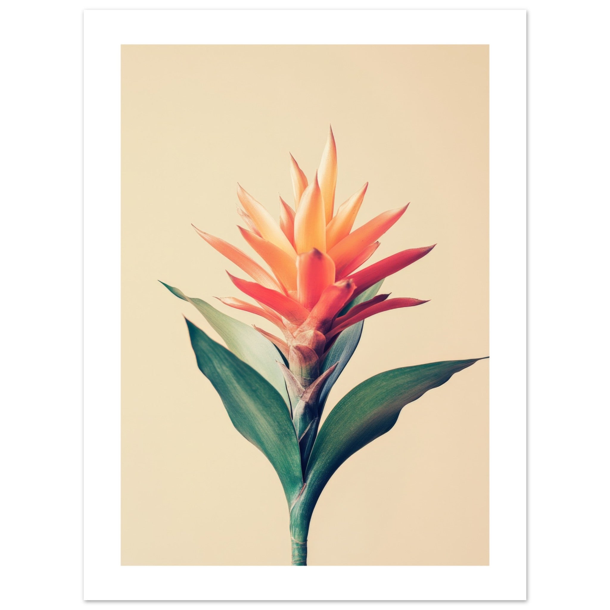 Bromeliad Bromeliaceae 1