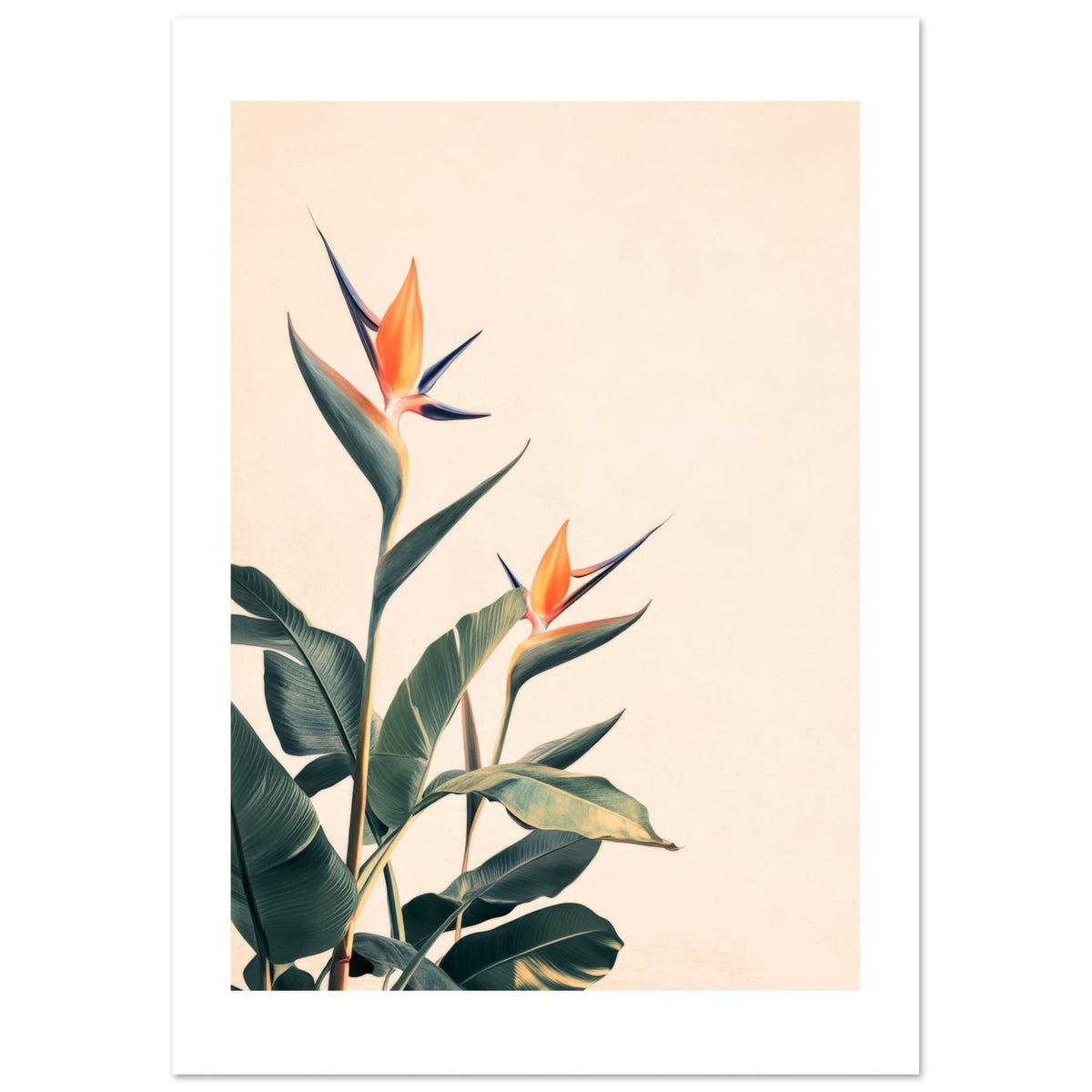 Bird of Paradise Strelitzia reginae 3
