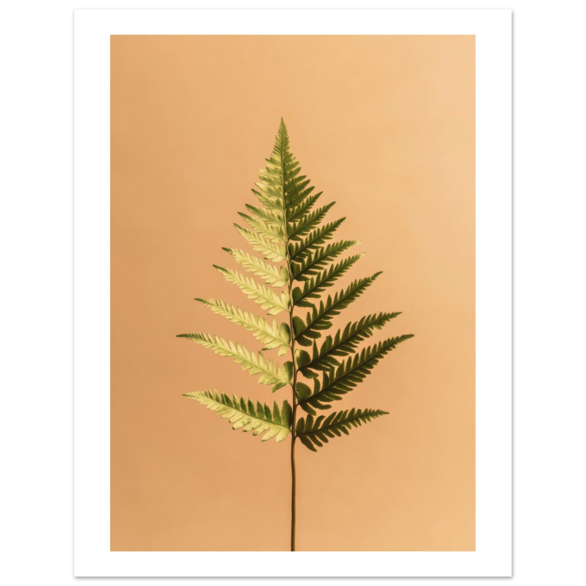Boston Fern Nephrolepis exaltata 1