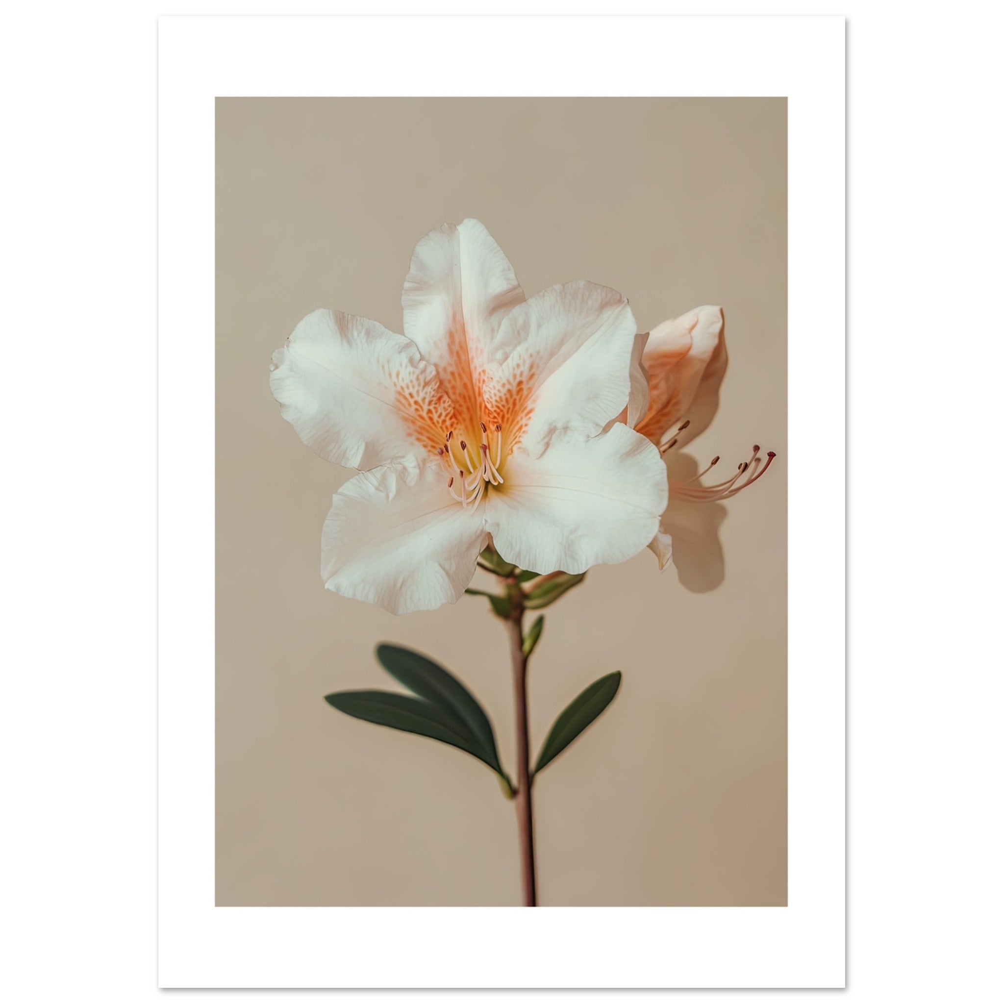 Azalea Rhododendron flower 2