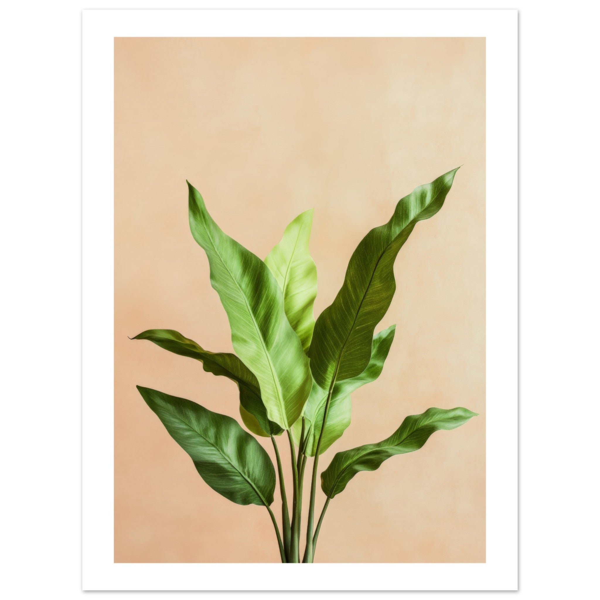 Birds Nest Fern Asplenium nidus 2