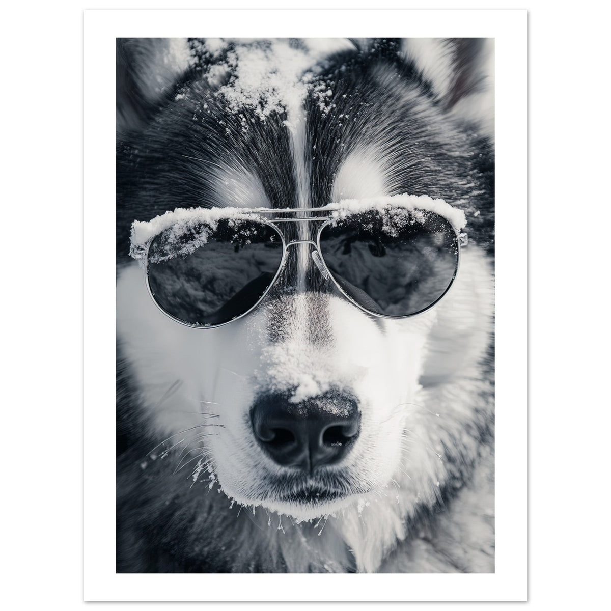 Alaskan Malamute Dog Wearing Pilot Sunglasses