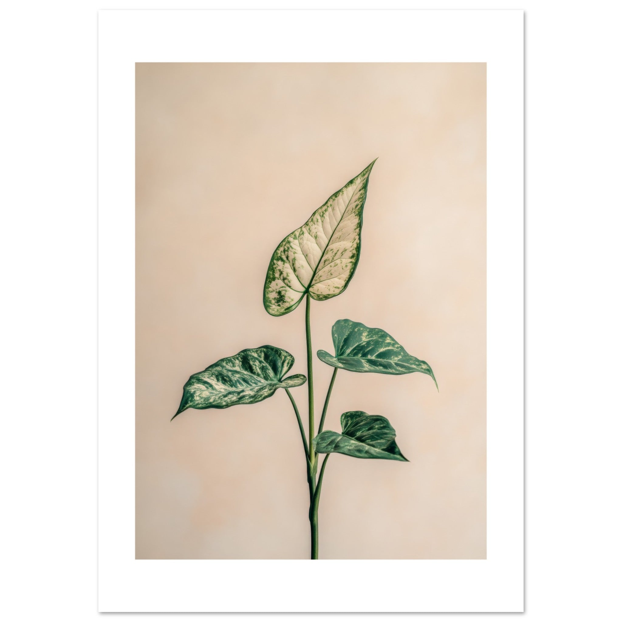 Arrowhead Plant Syngonium podophyllum