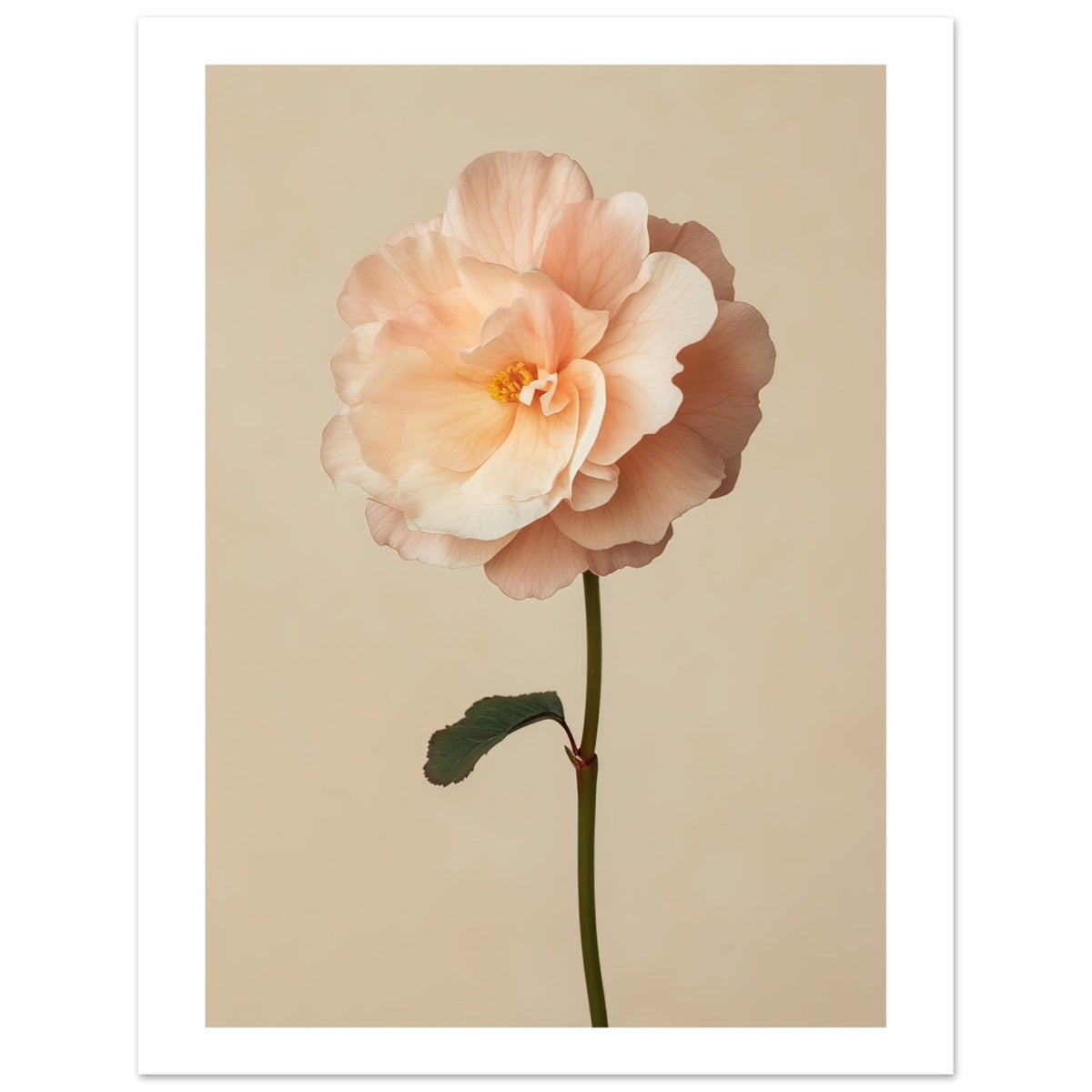 Begonia Begonia flower 1