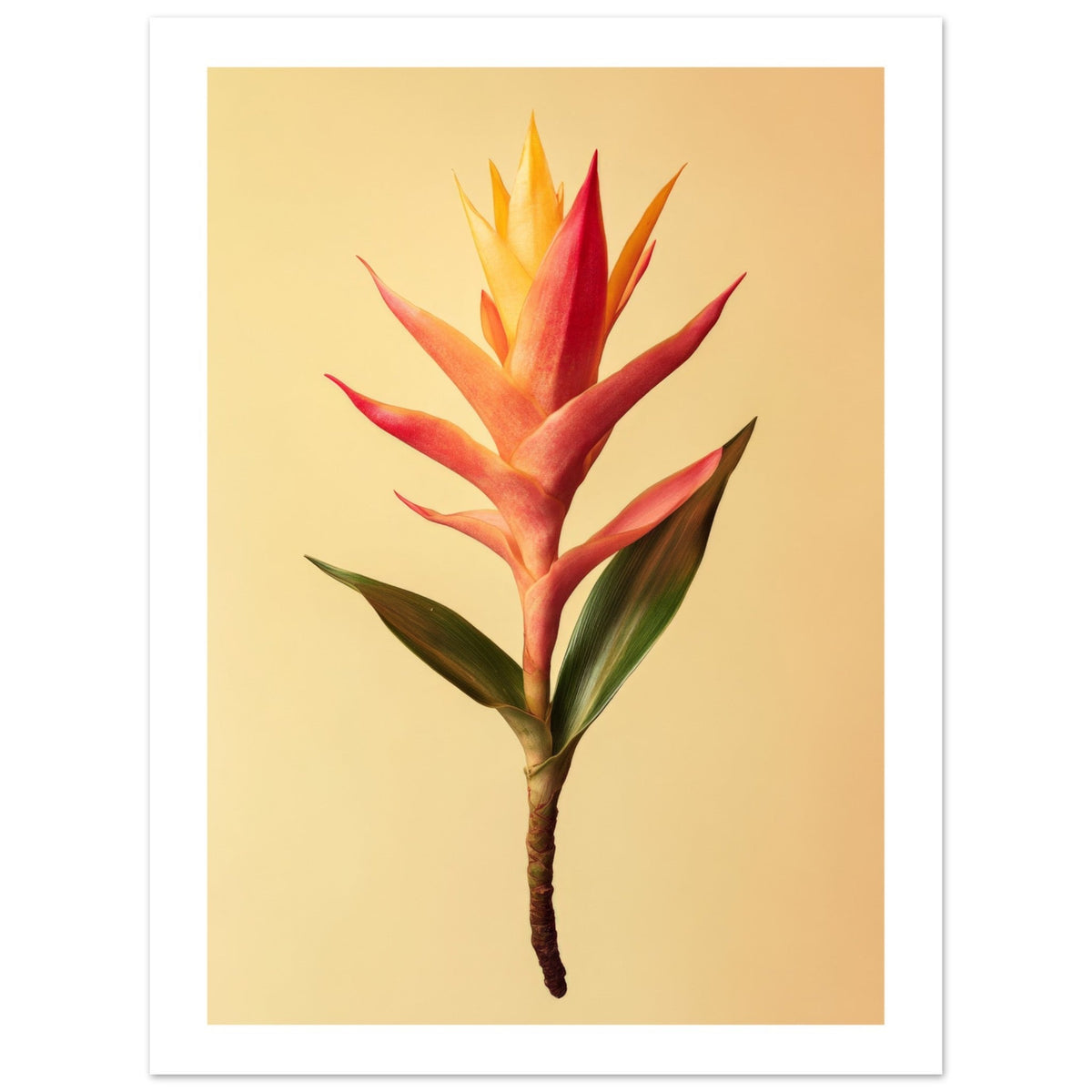 Bromeliad Bromeliaceae