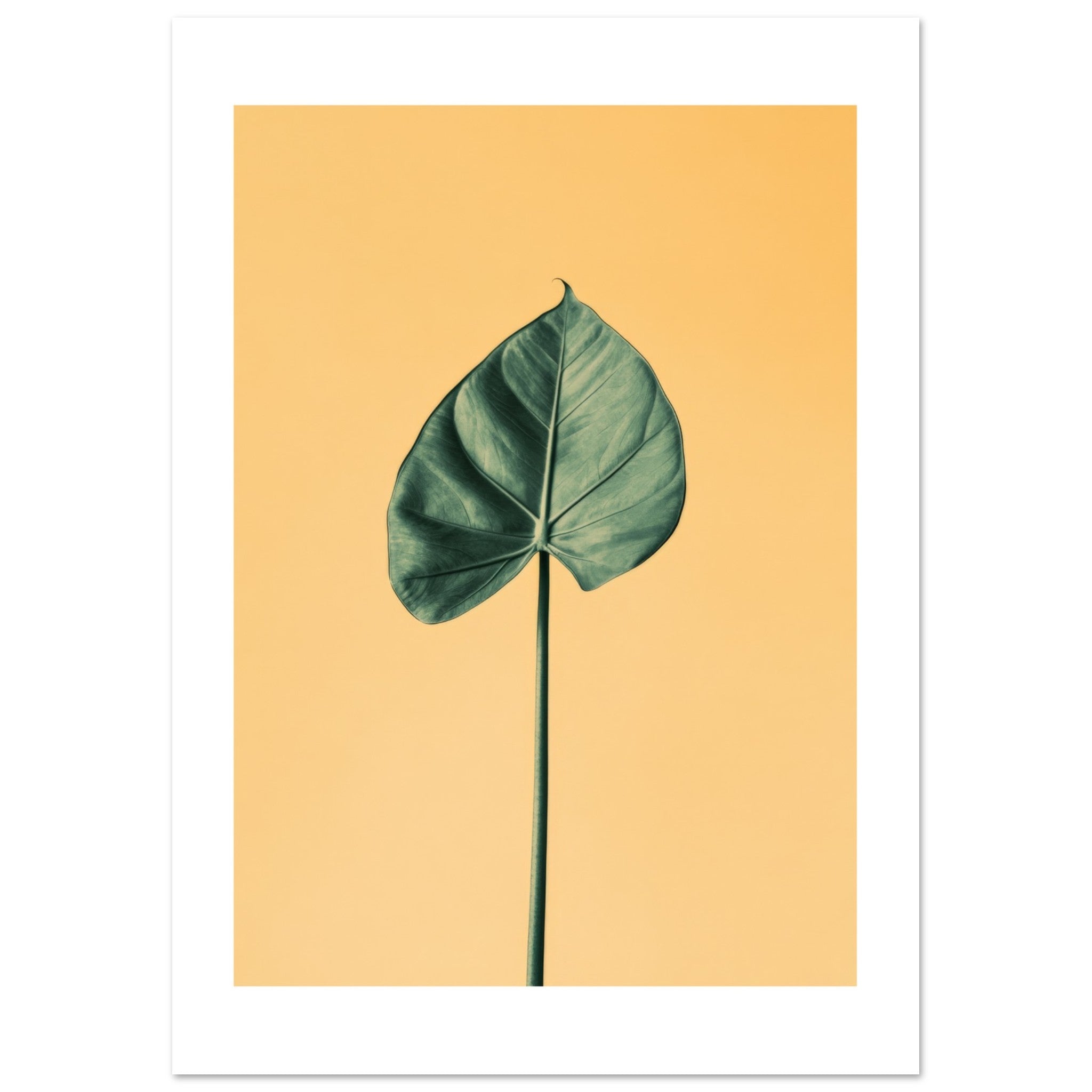 Alocasia 1