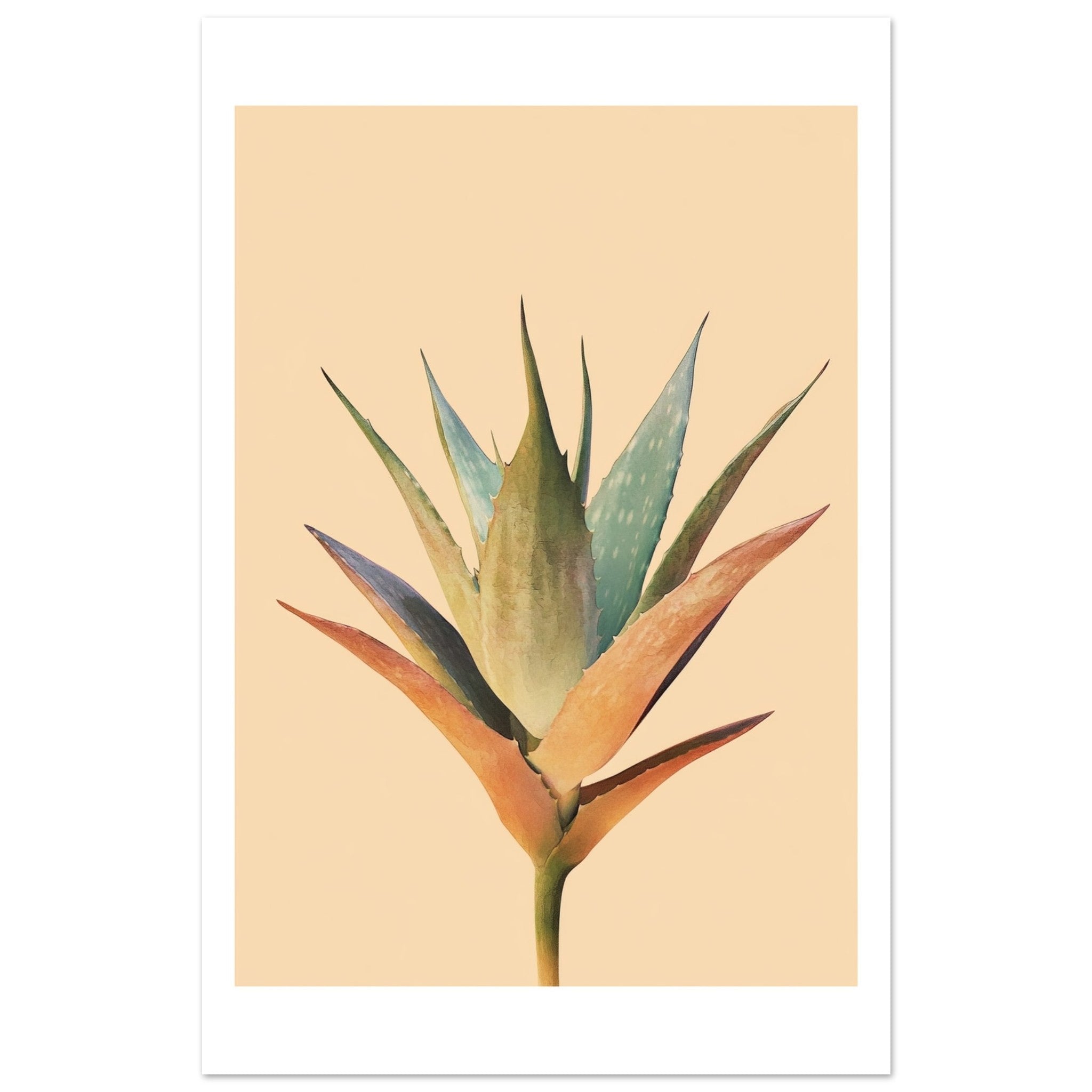 Aloe Vera Aloe barbadensis miller