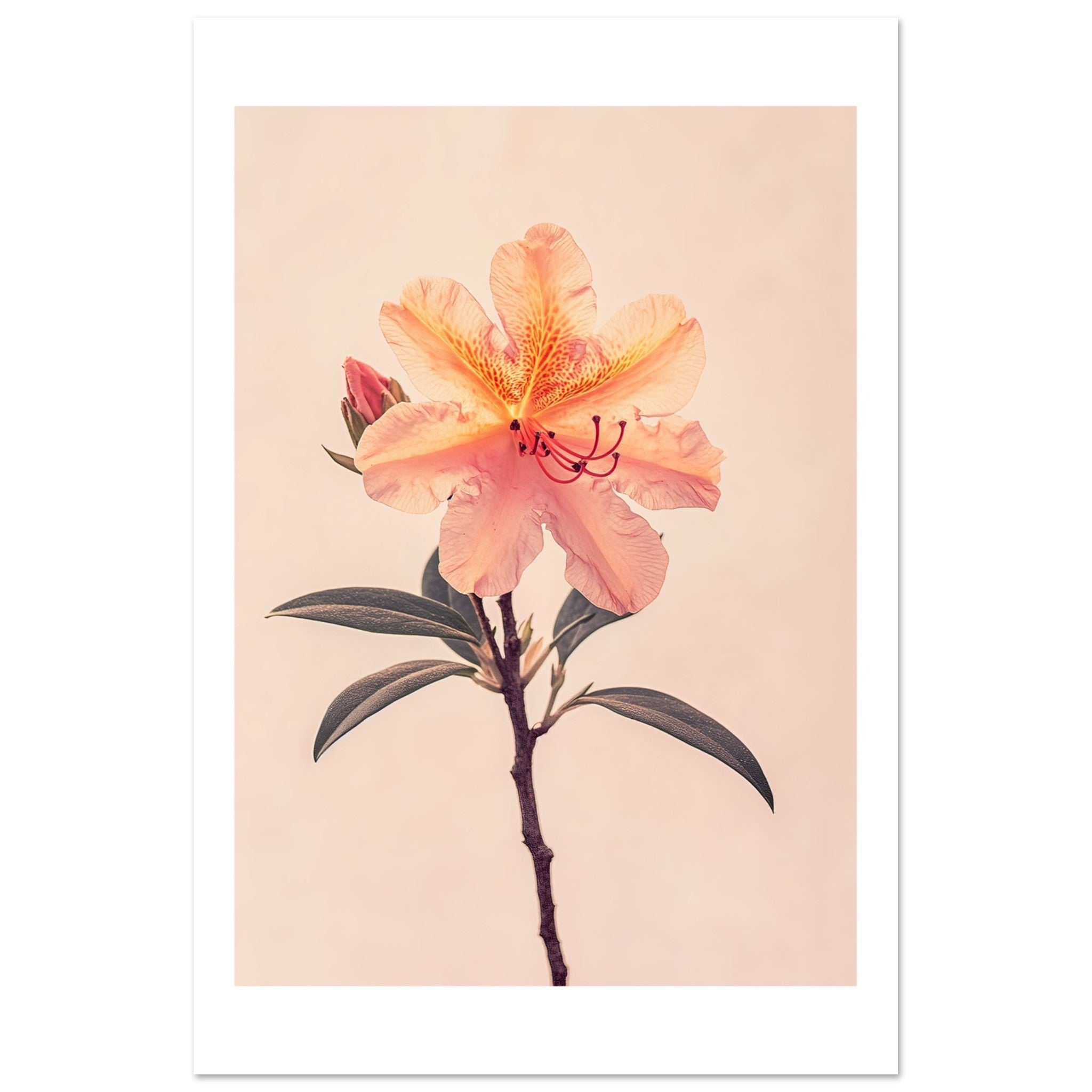 Azalea Rhododendron flower 1