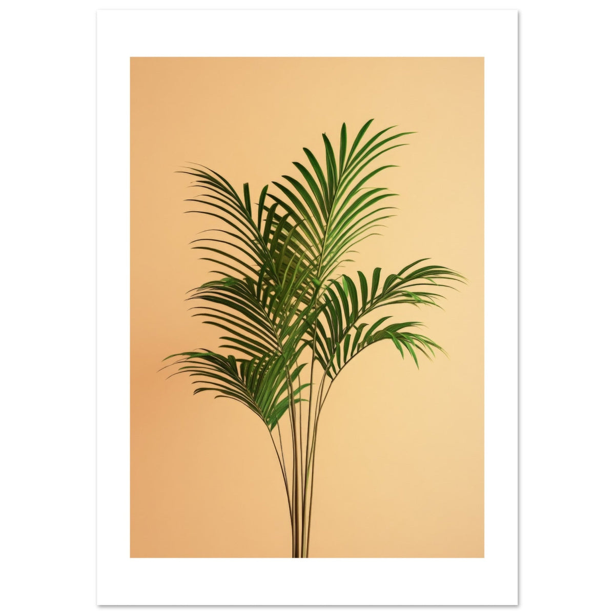 Areca Palm Dypsis lutescens 1