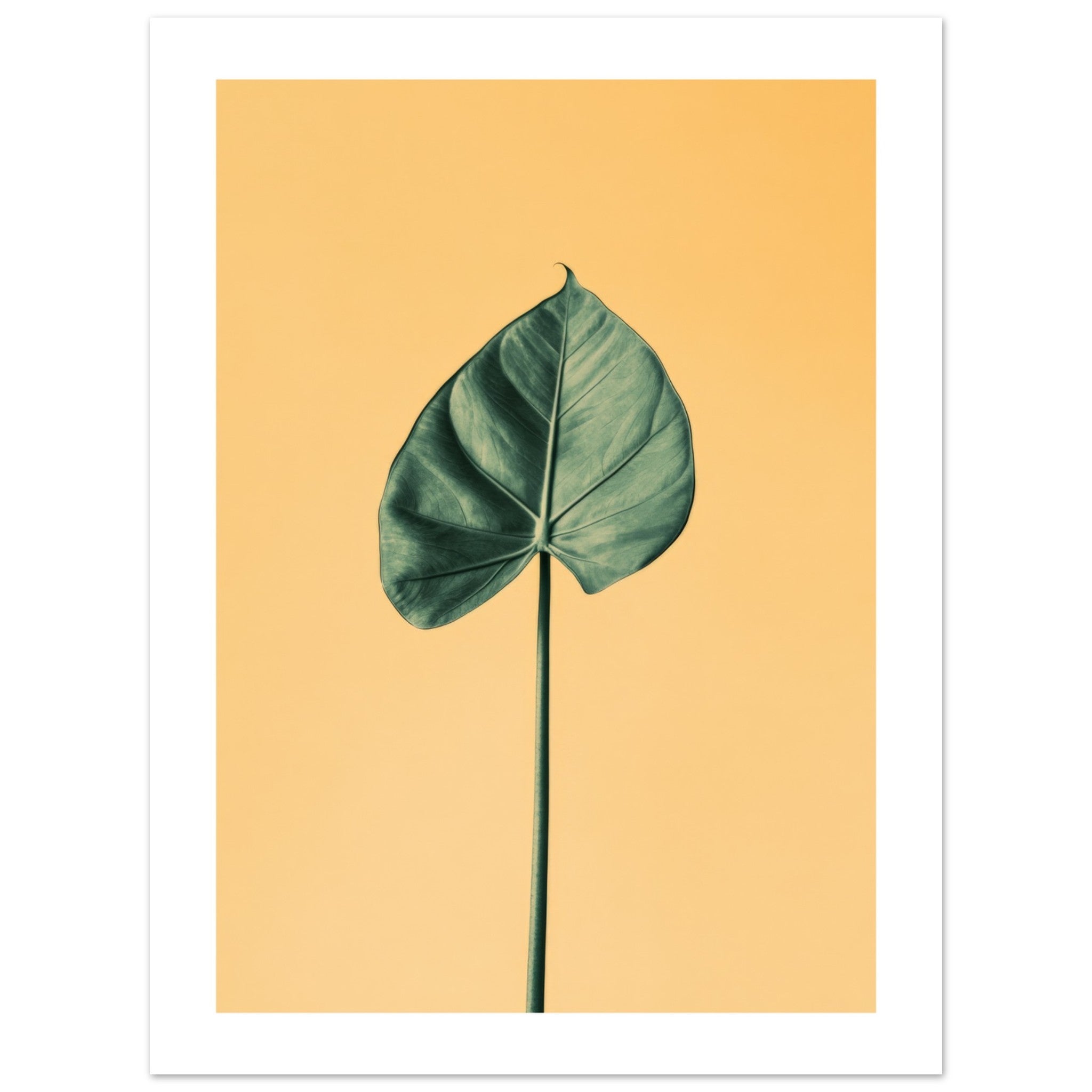 Alocasia 1