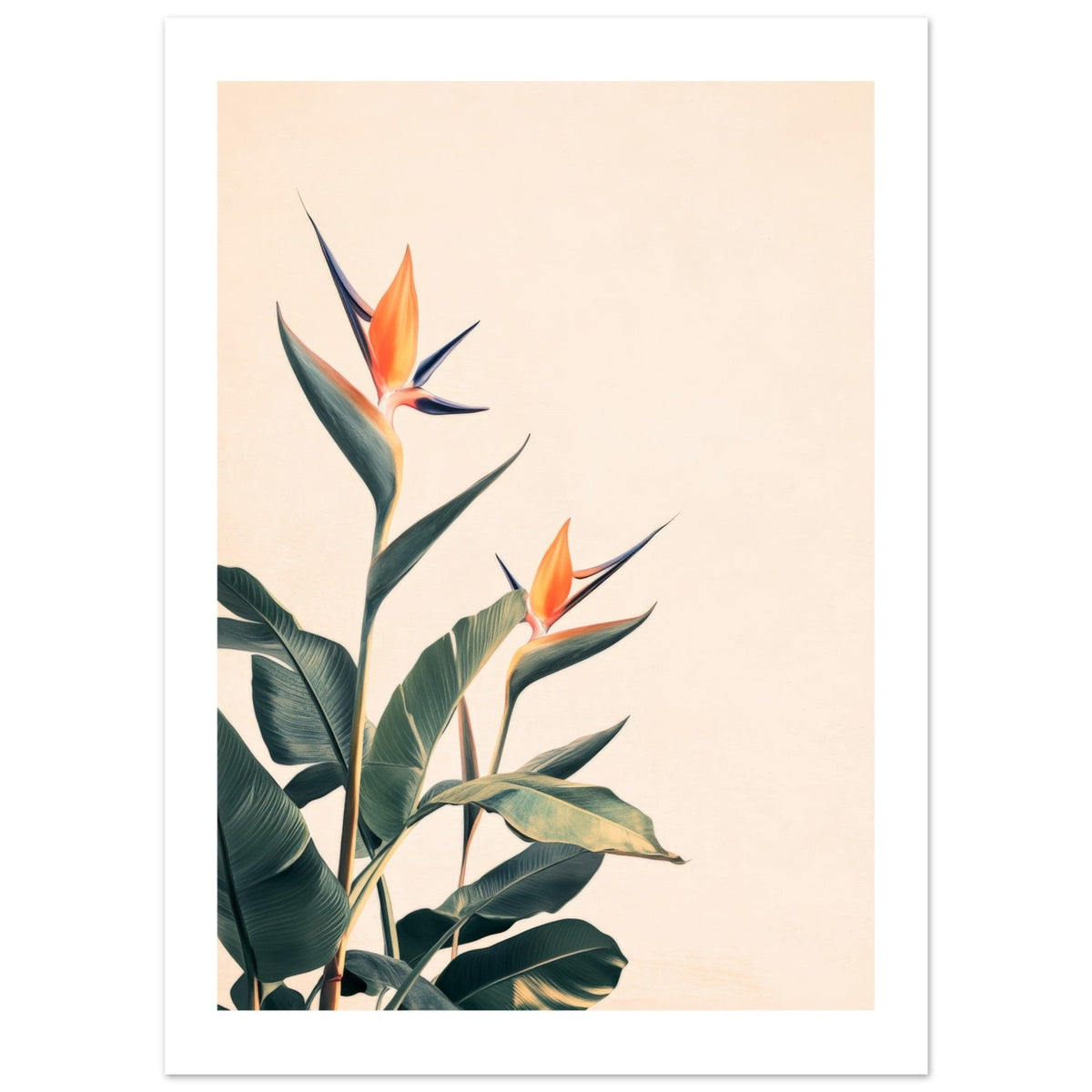Bird of Paradise Strelitzia reginae 3