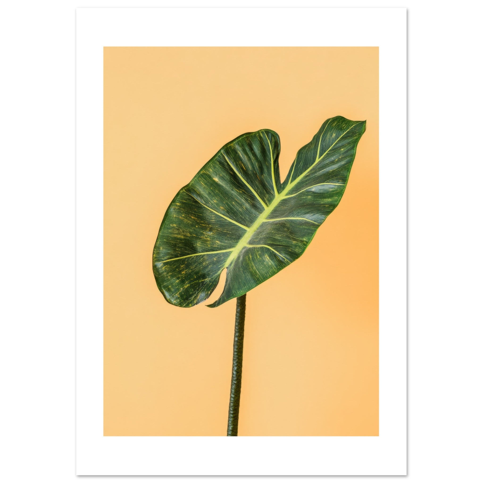 Alocasia