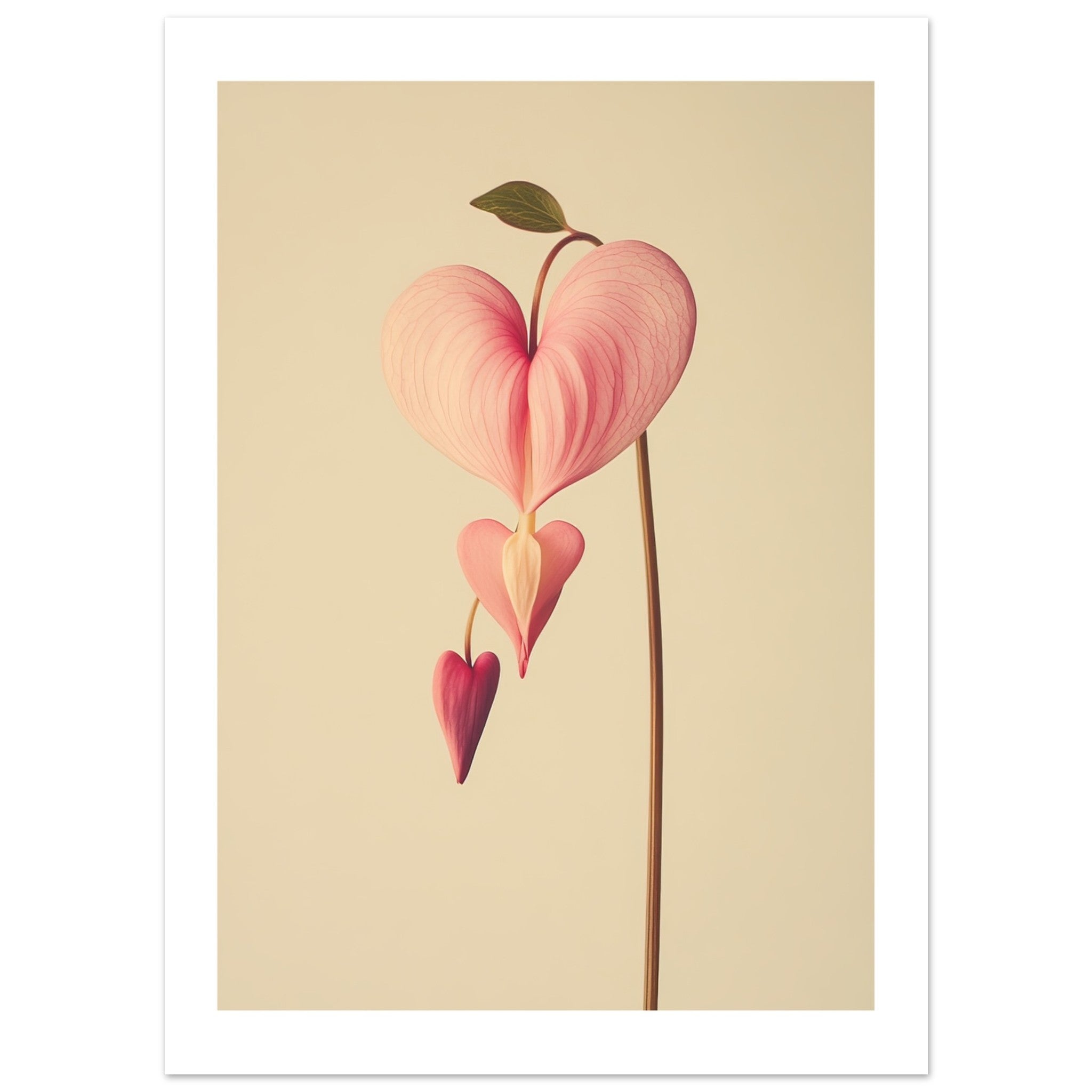 Bleeding Heart Dicentra spectabilis flower 1