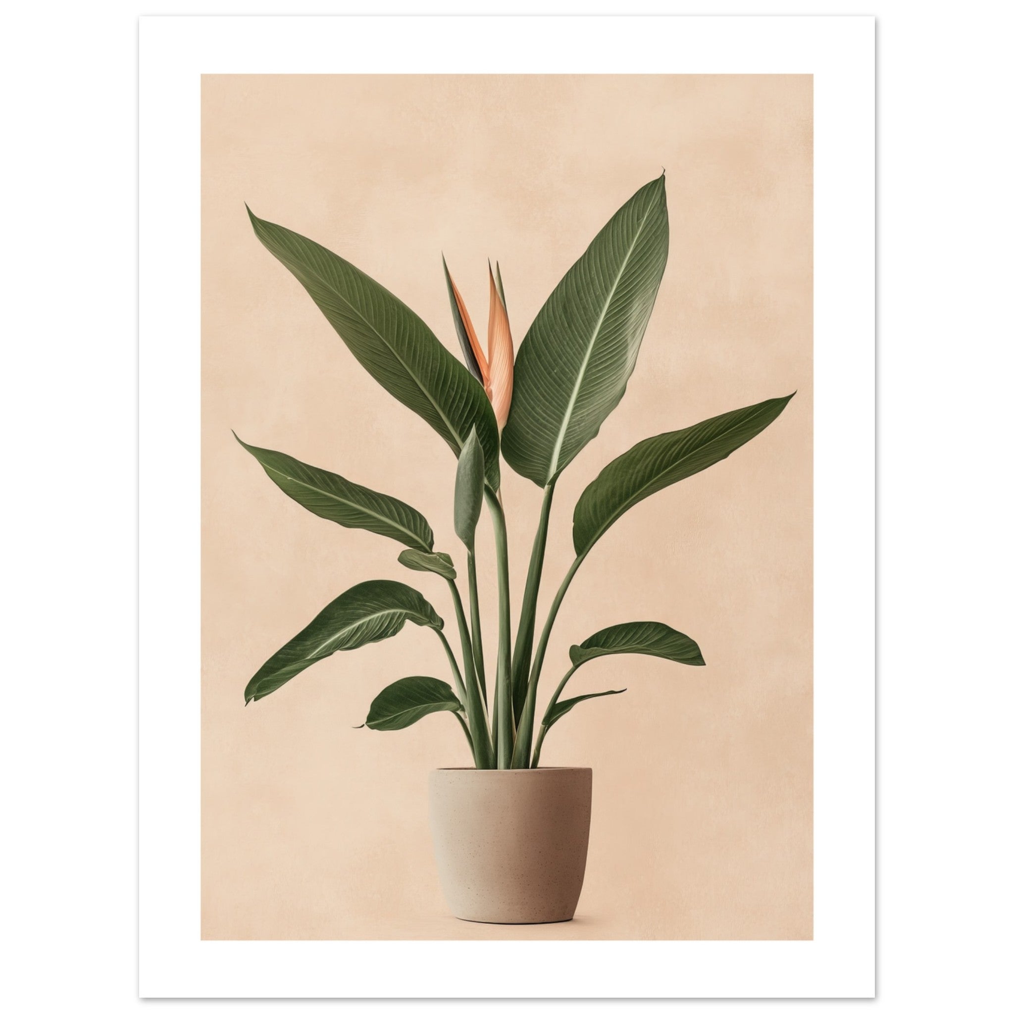 Bird of Paradise Strelitzia reginae