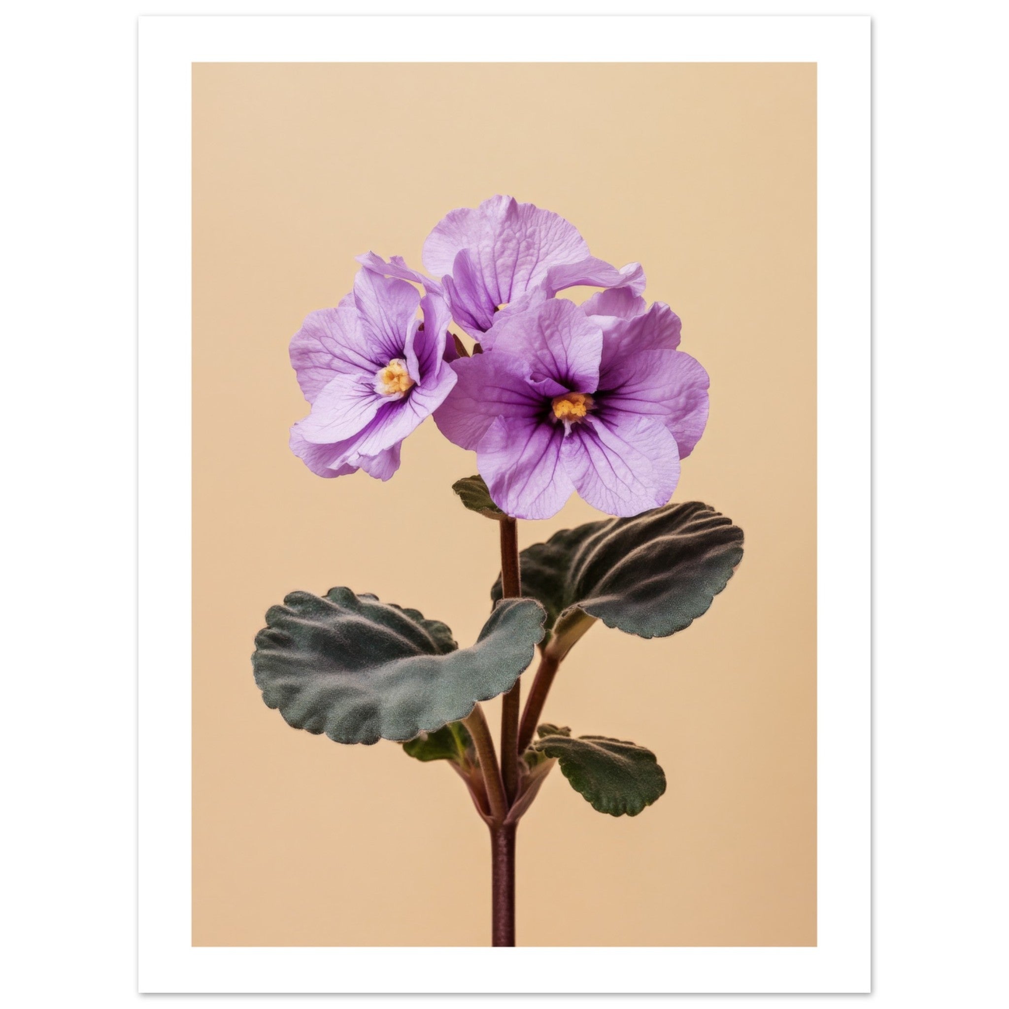 African Violet Saintpaulia
