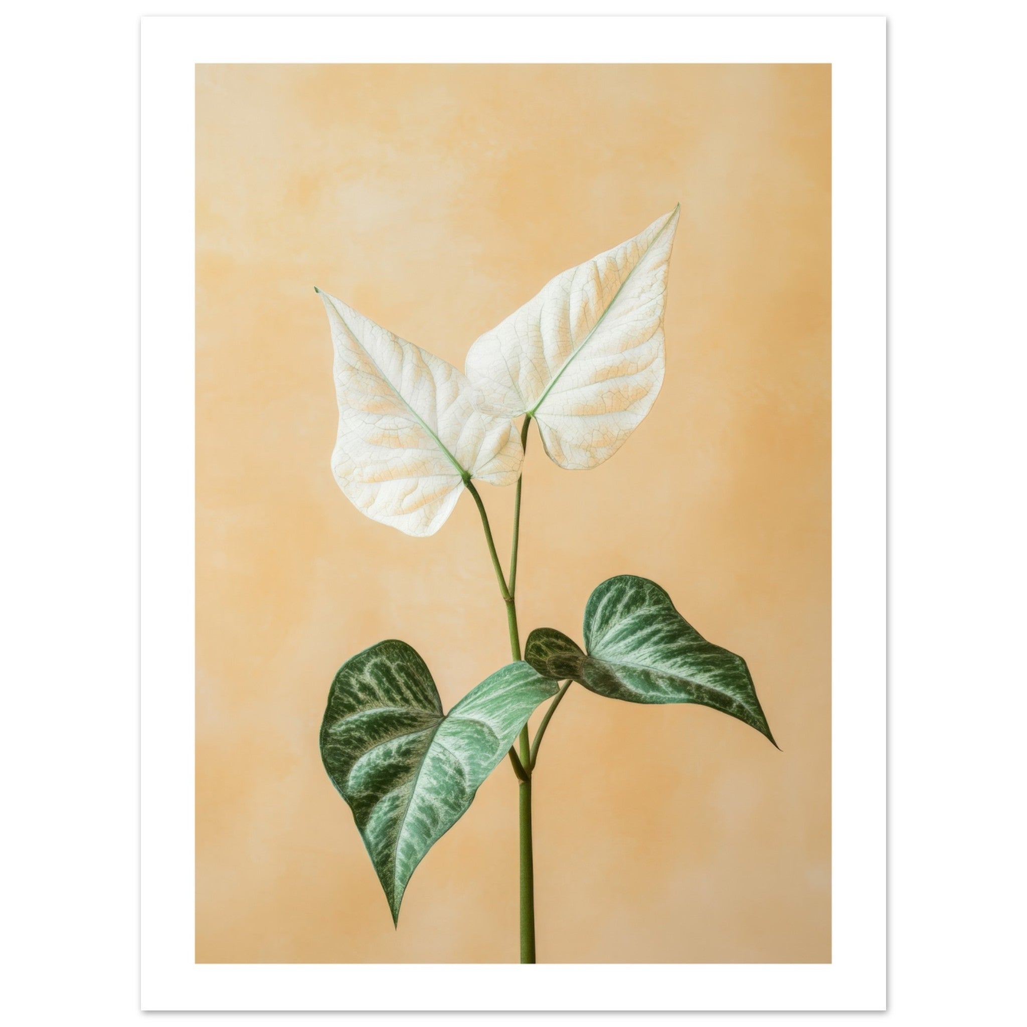 Arrowhead Plant Syngonium podophyllum 3