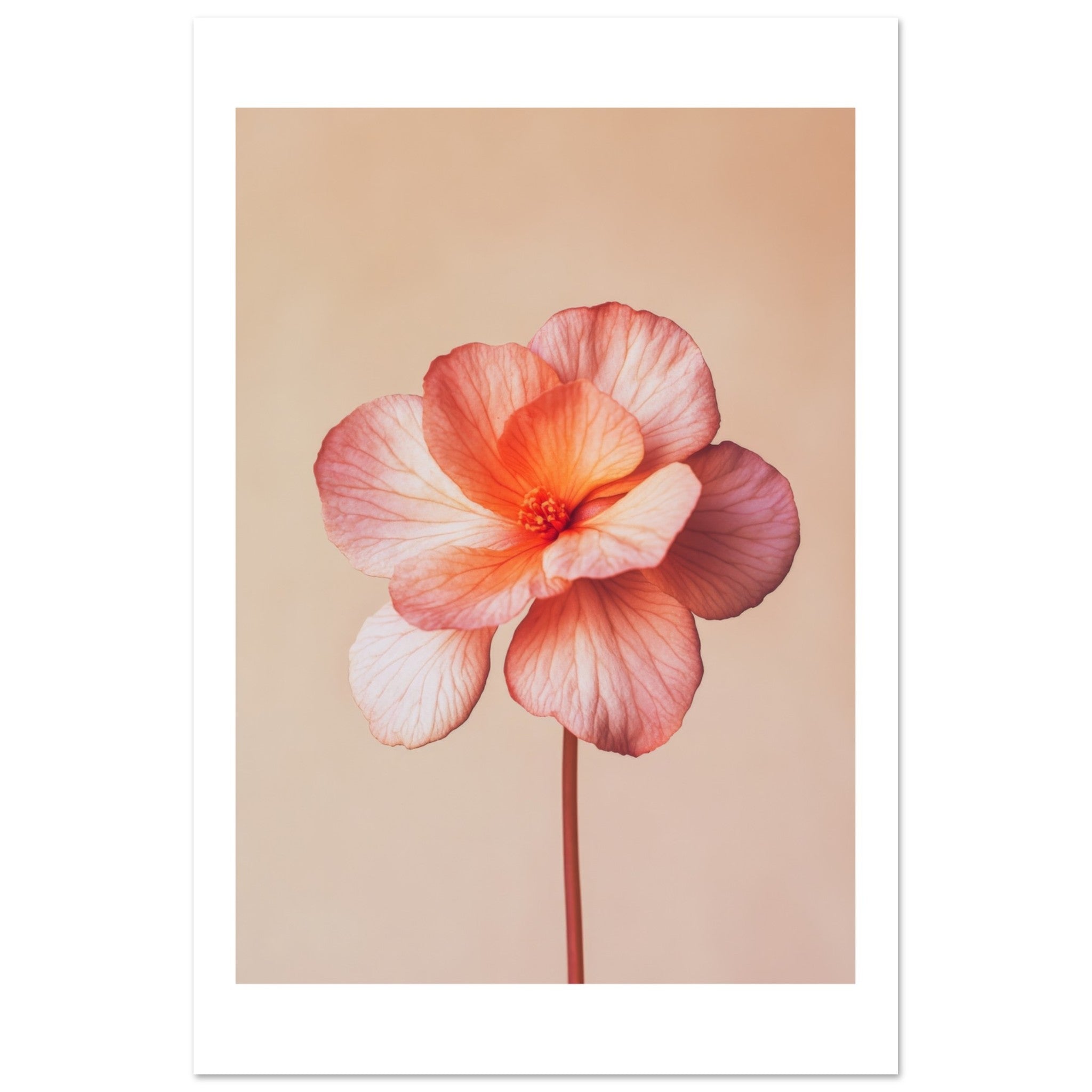 Begonia