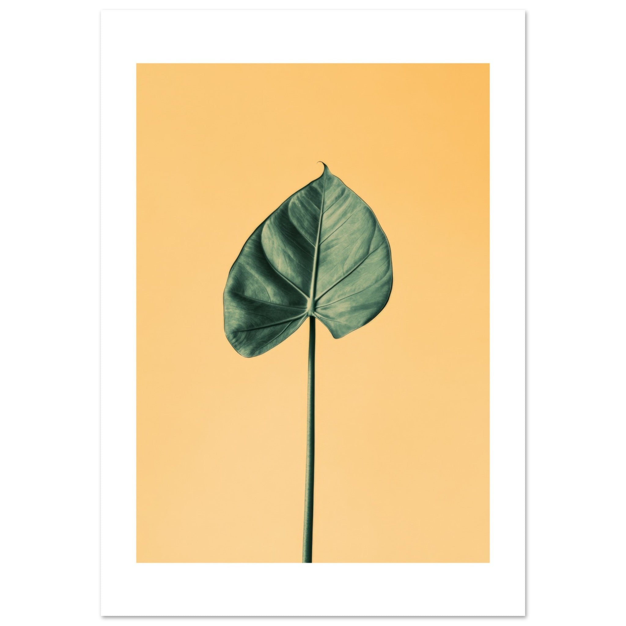 Alocasia 1