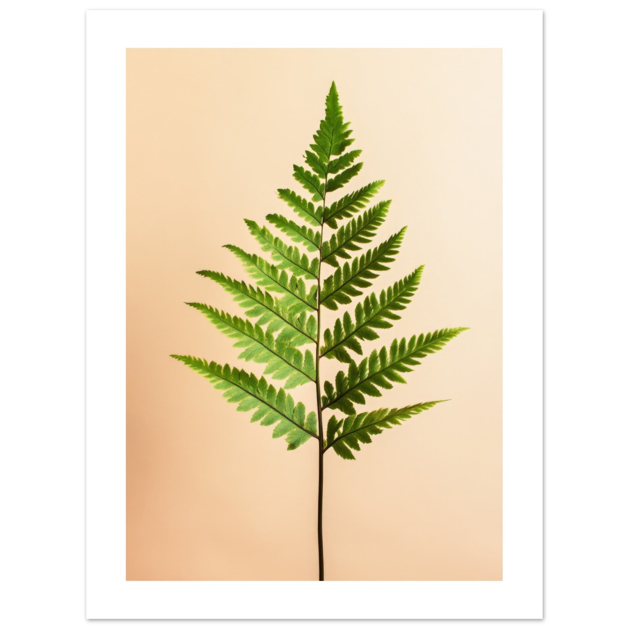 Boston Fern Nephrolepis exaltata