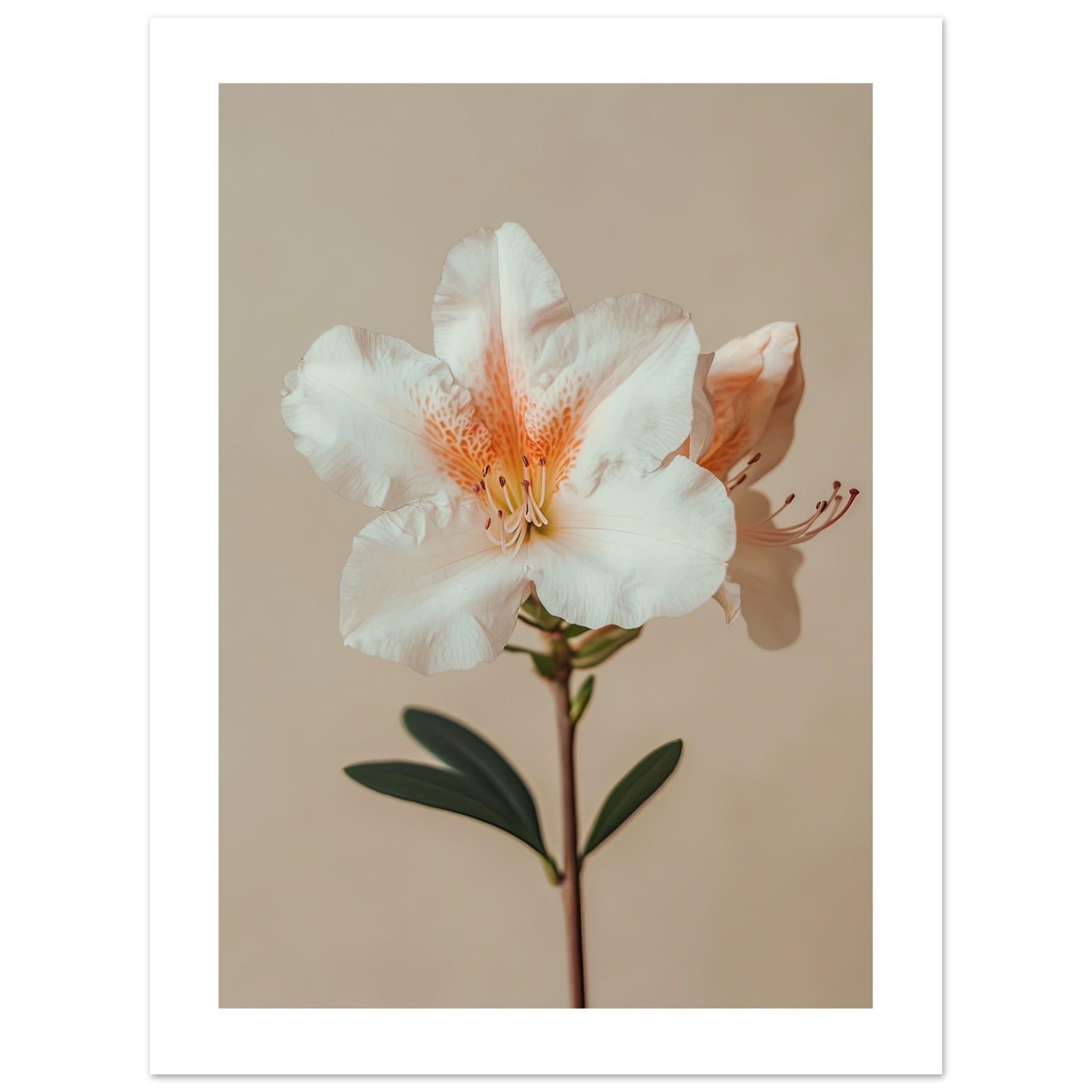 Azalea Rhododendron flower 2