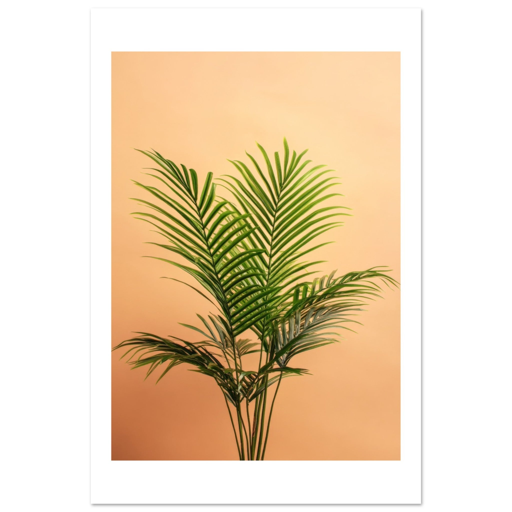 Areca Palm Dypsis lutescens