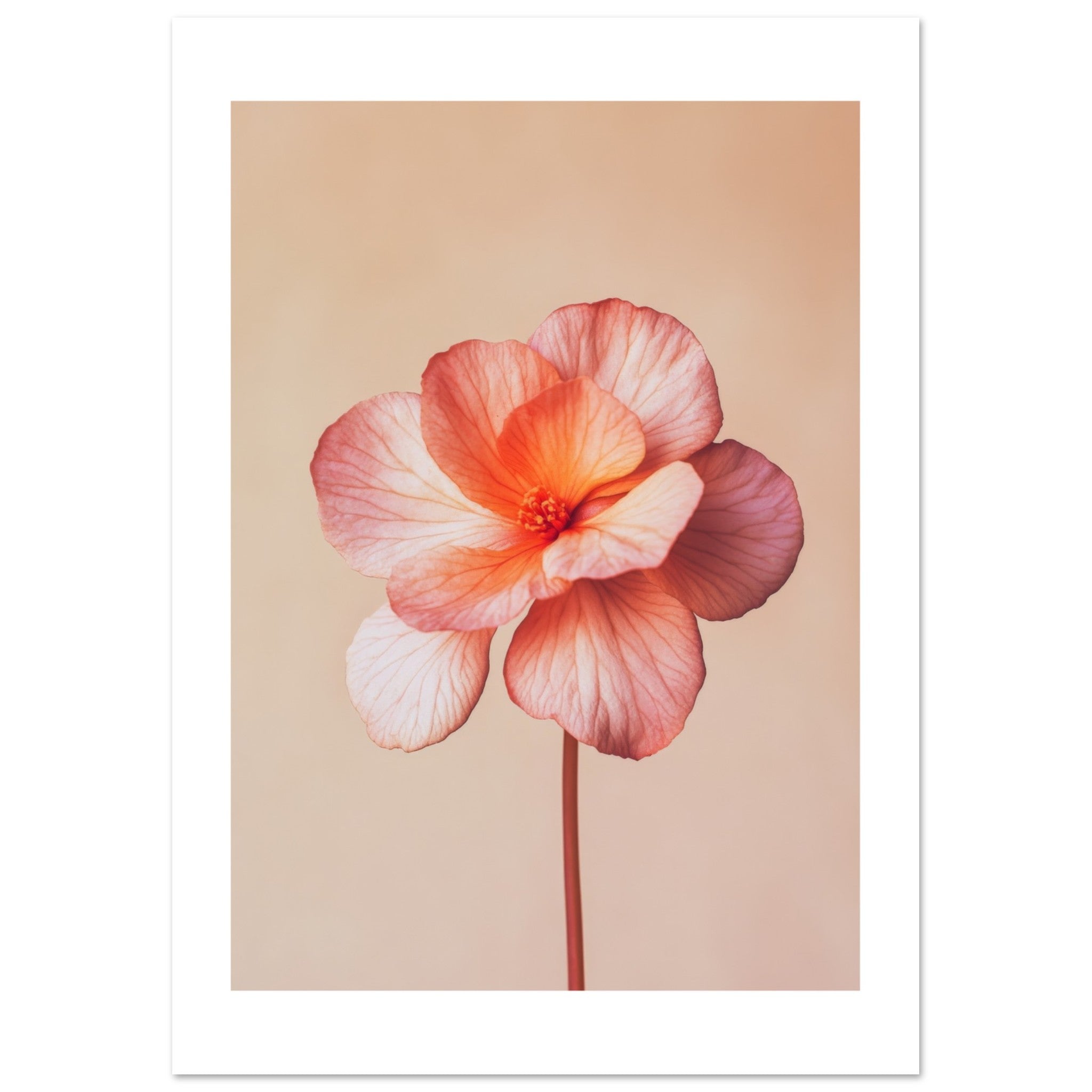 Begonia