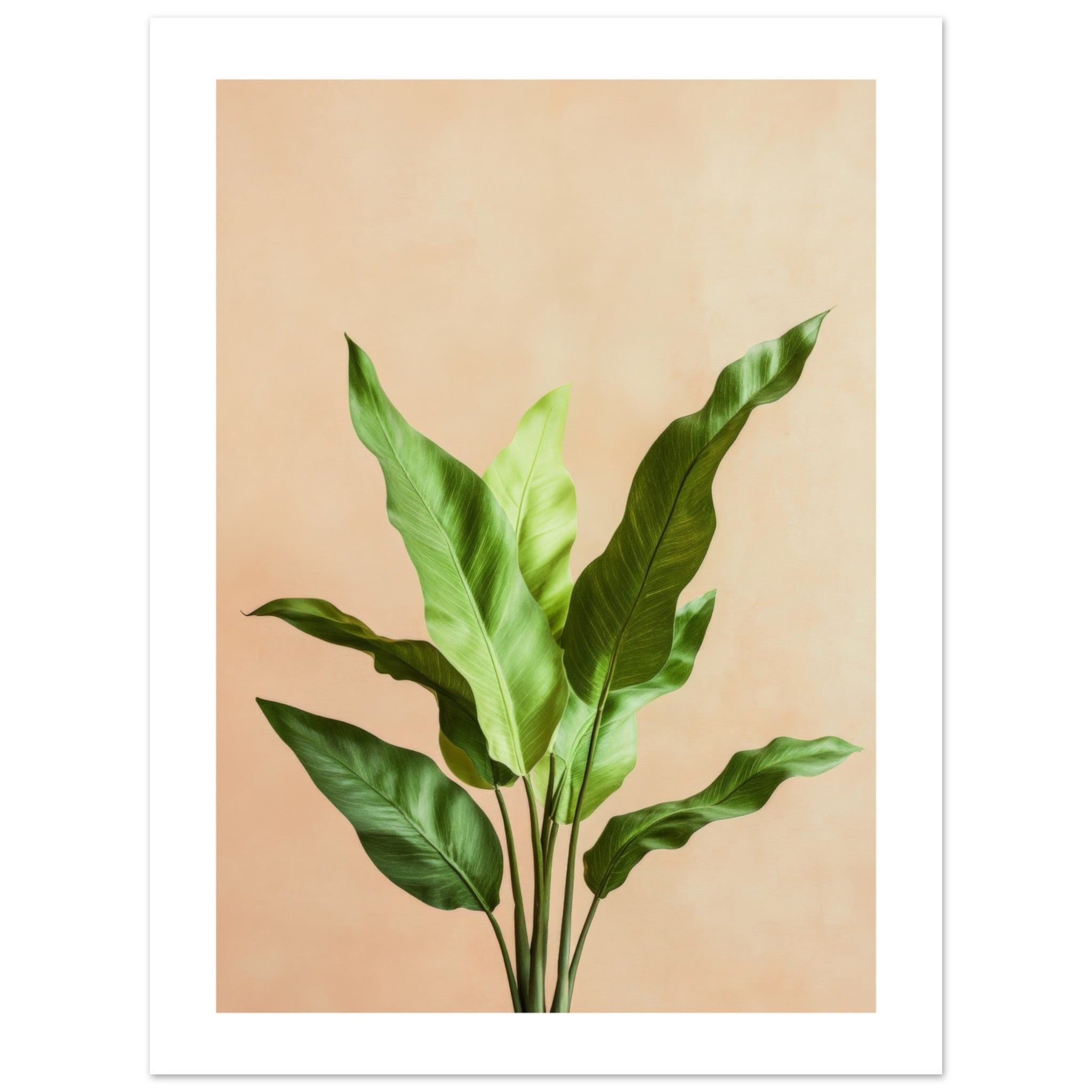 Birds Nest Fern Asplenium nidus 2