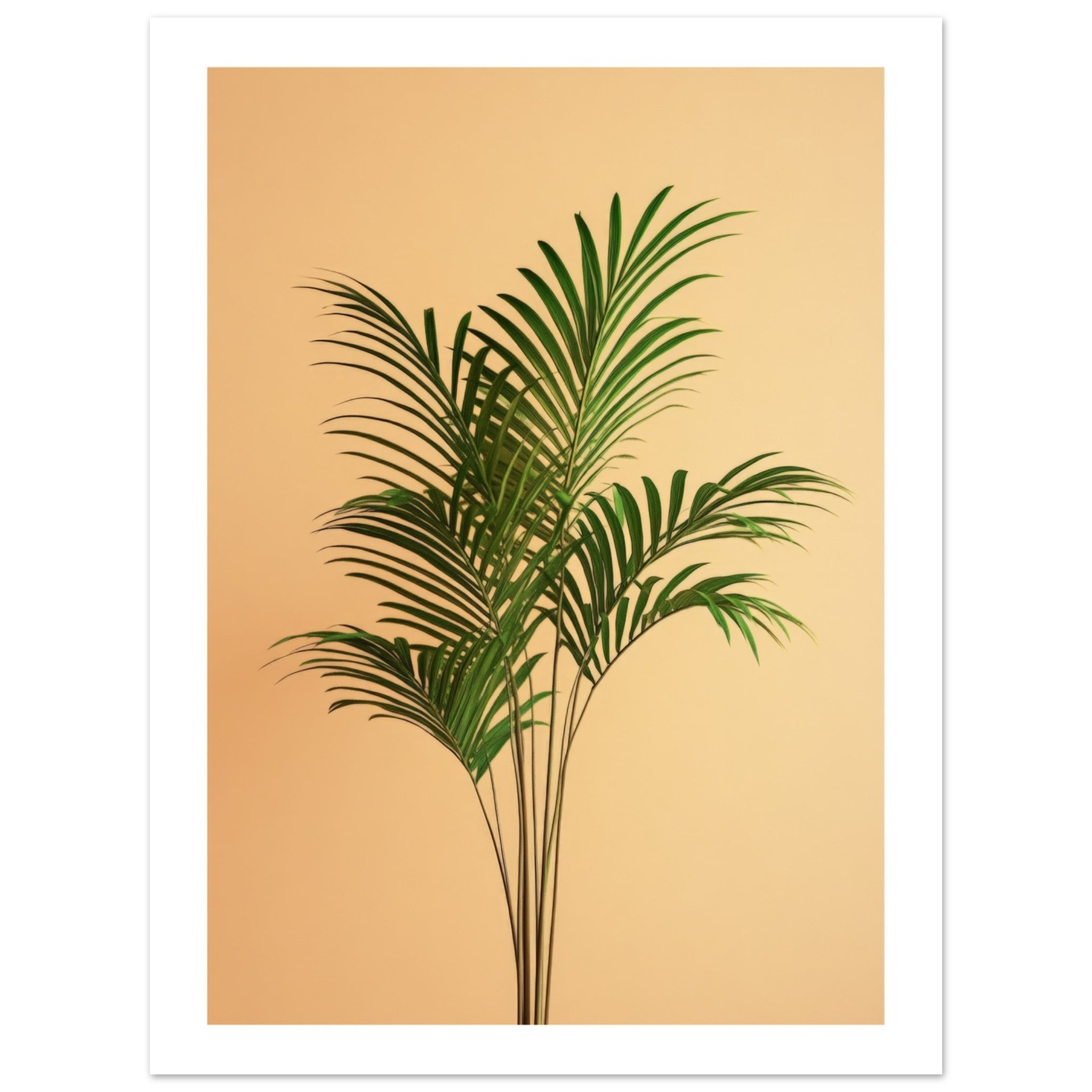 Areca Palm Dypsis lutescens 1