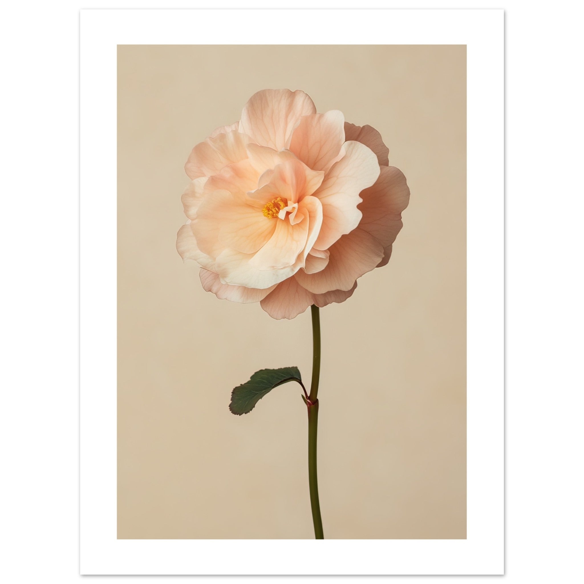 Begonia Begonia flower 1
