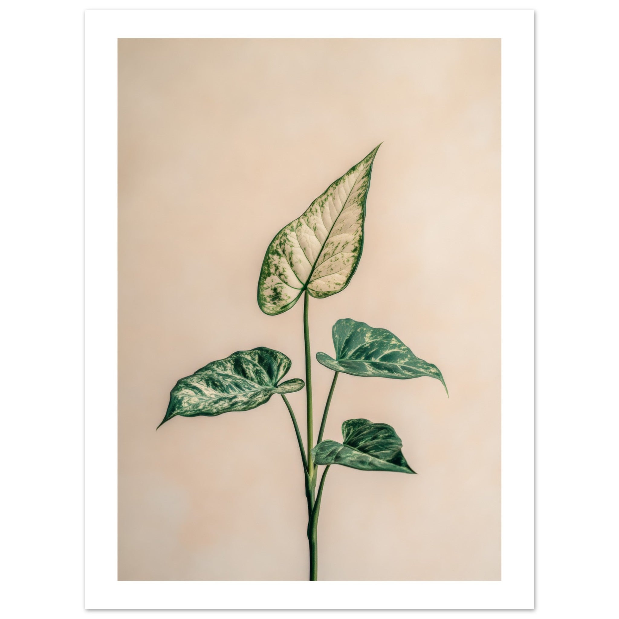 Arrowhead Plant Syngonium podophyllum
