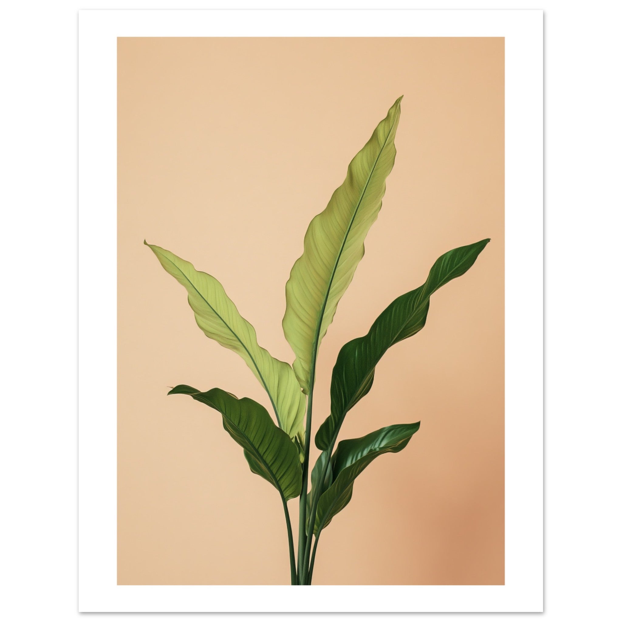 Birds Nest Fern Asplenium nidus 3