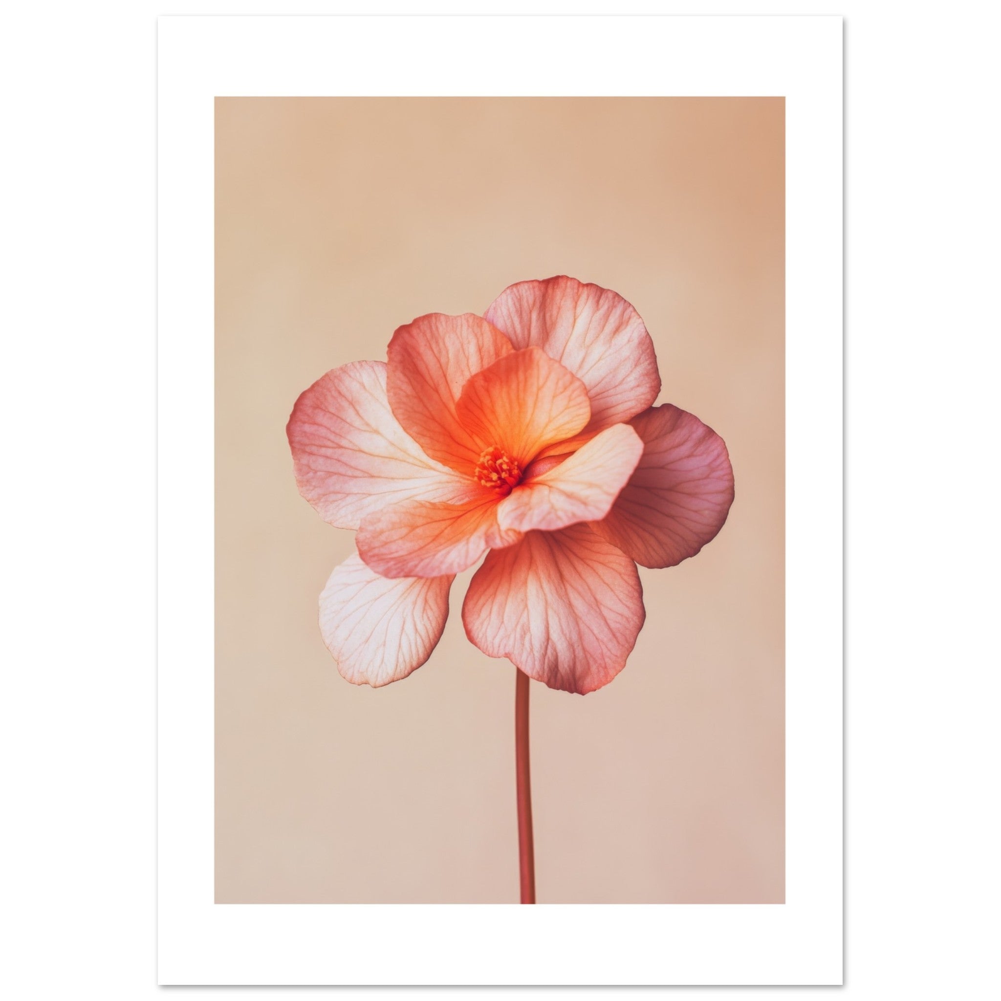 Begonia