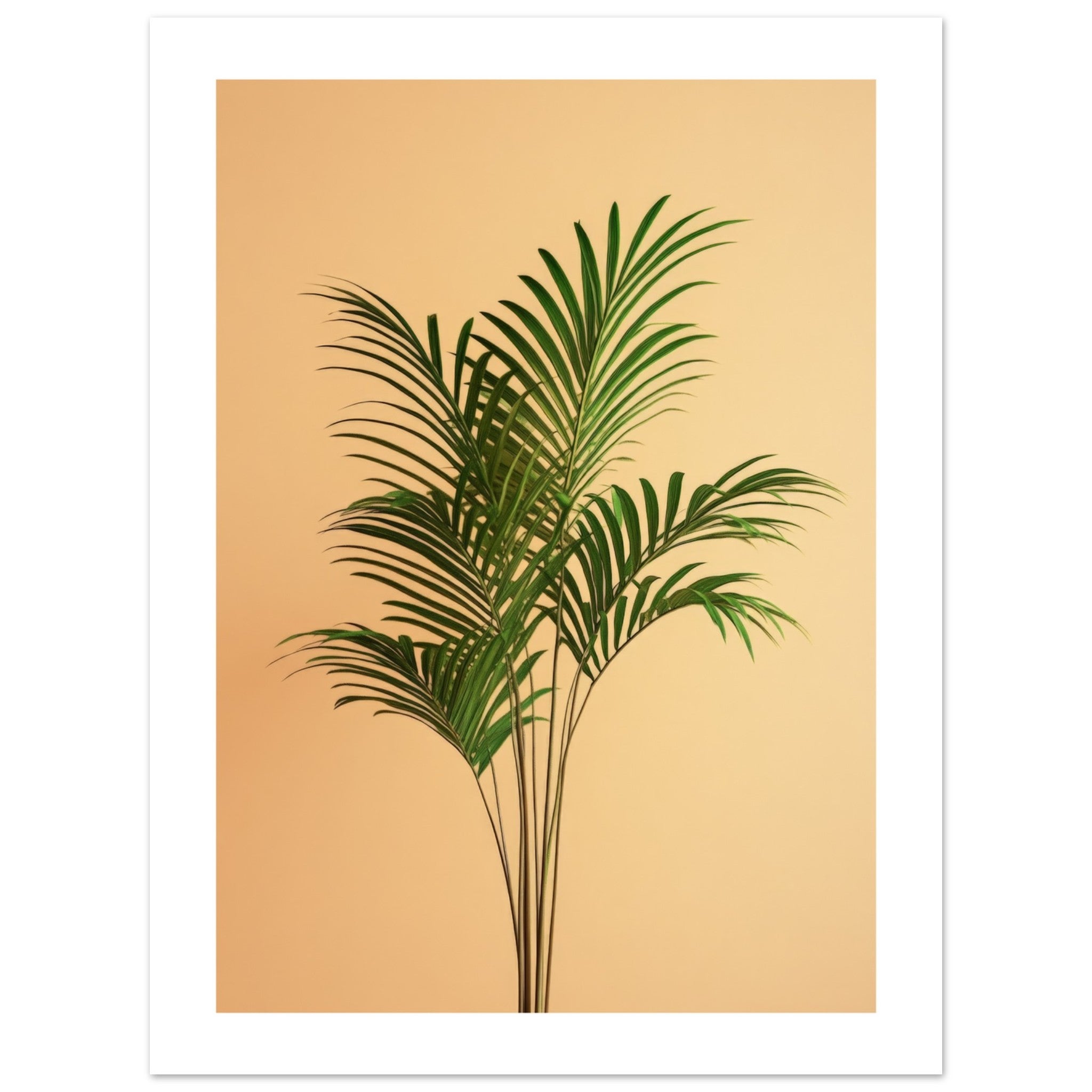 Areca Palm Dypsis lutescens 1
