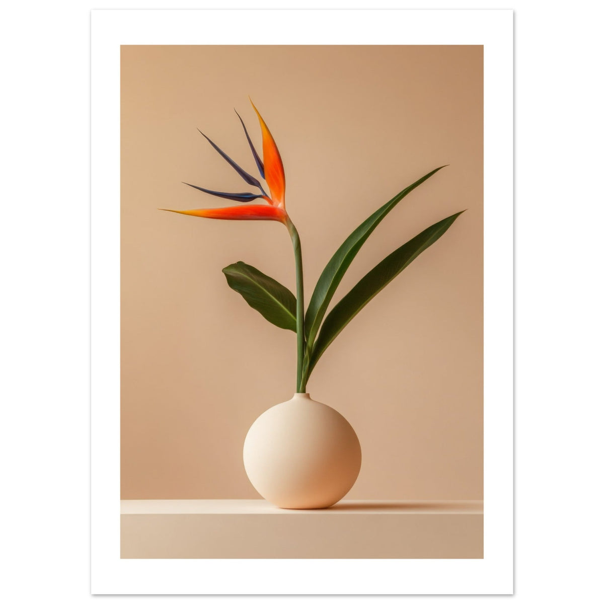 Bird of Paradise Strelitzia reginae 4