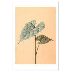 Arrowhead Plant Syngonium podophyllum 2
