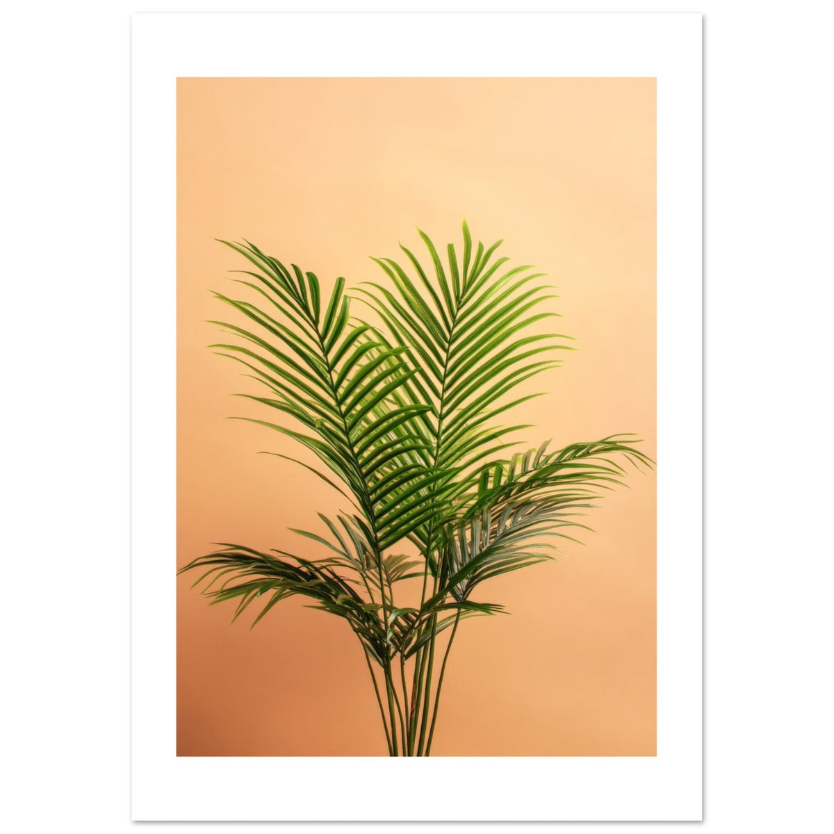 Areca Palm Dypsis lutescens