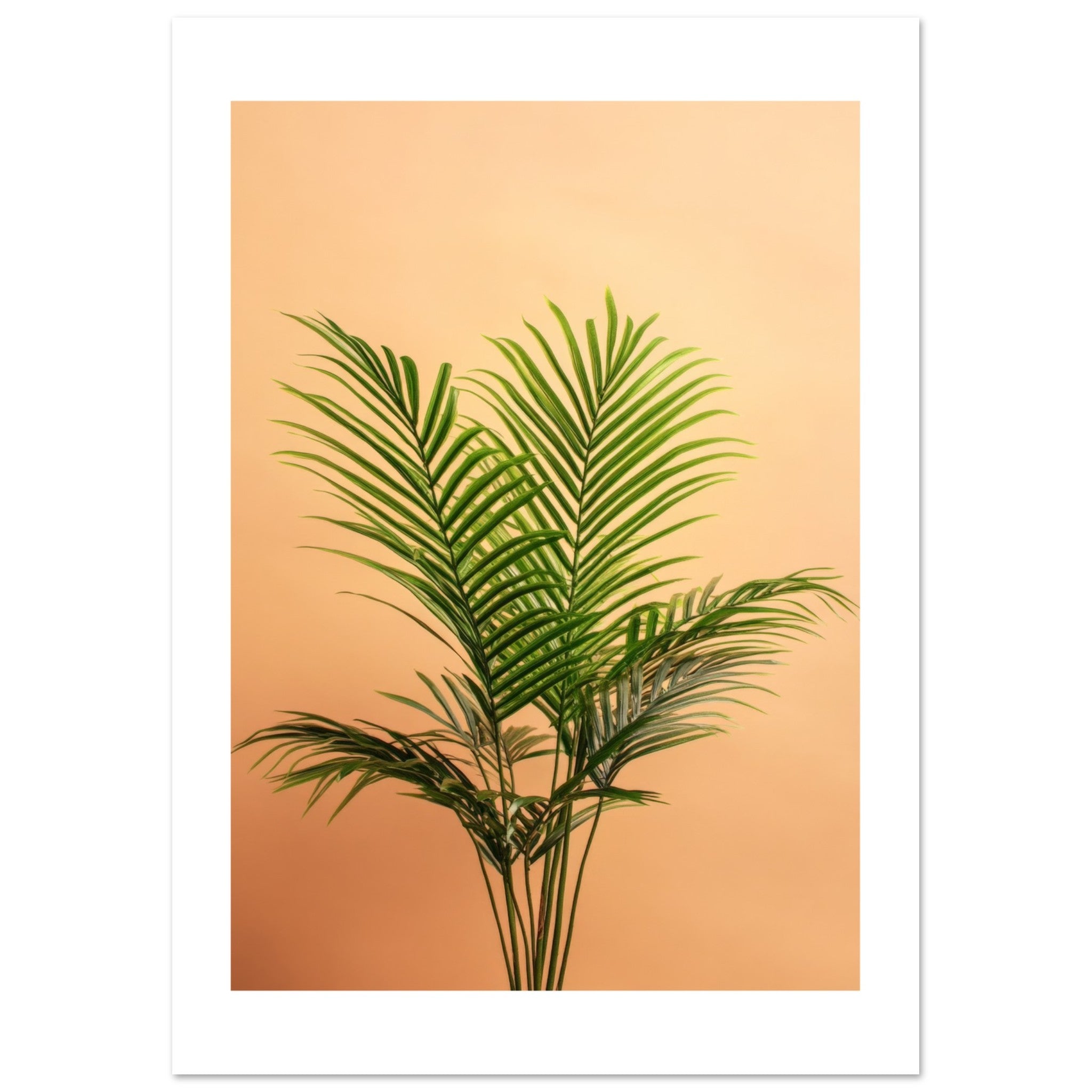 Areca Palm Dypsis lutescens