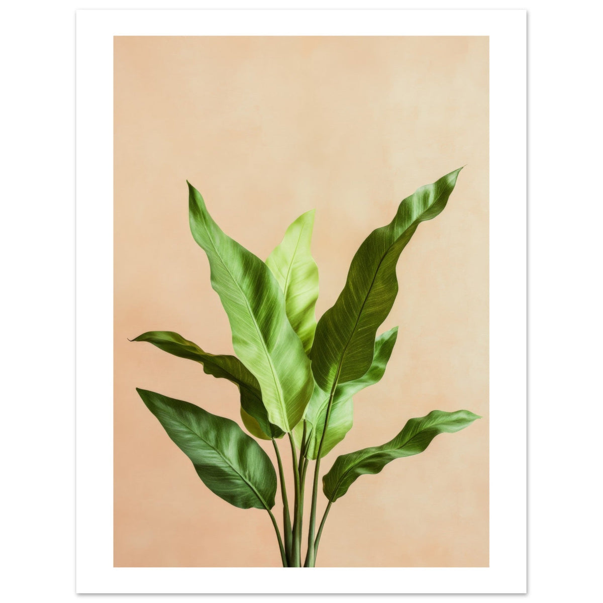 Birds Nest Fern Asplenium nidus 2