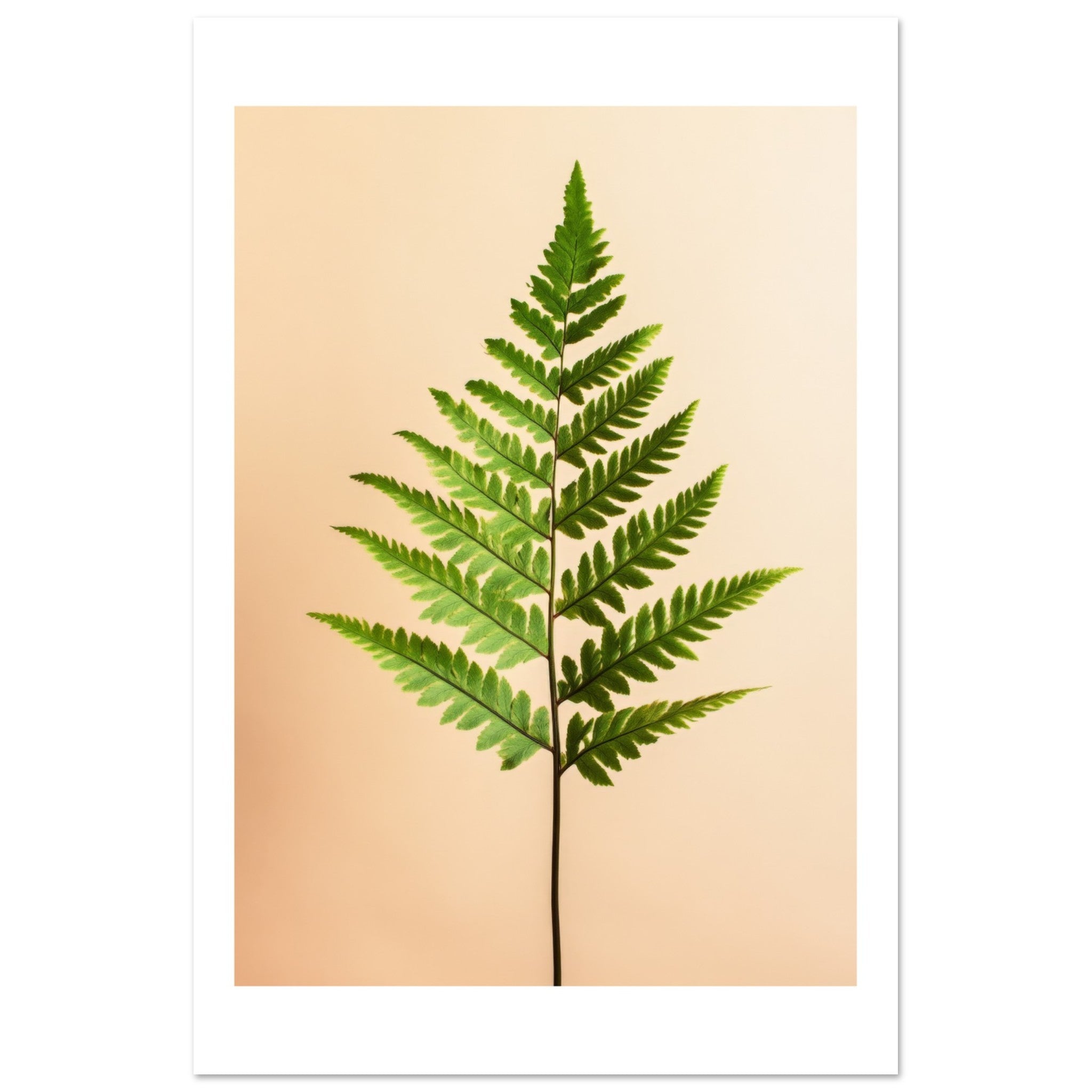 Boston Fern Nephrolepis exaltata